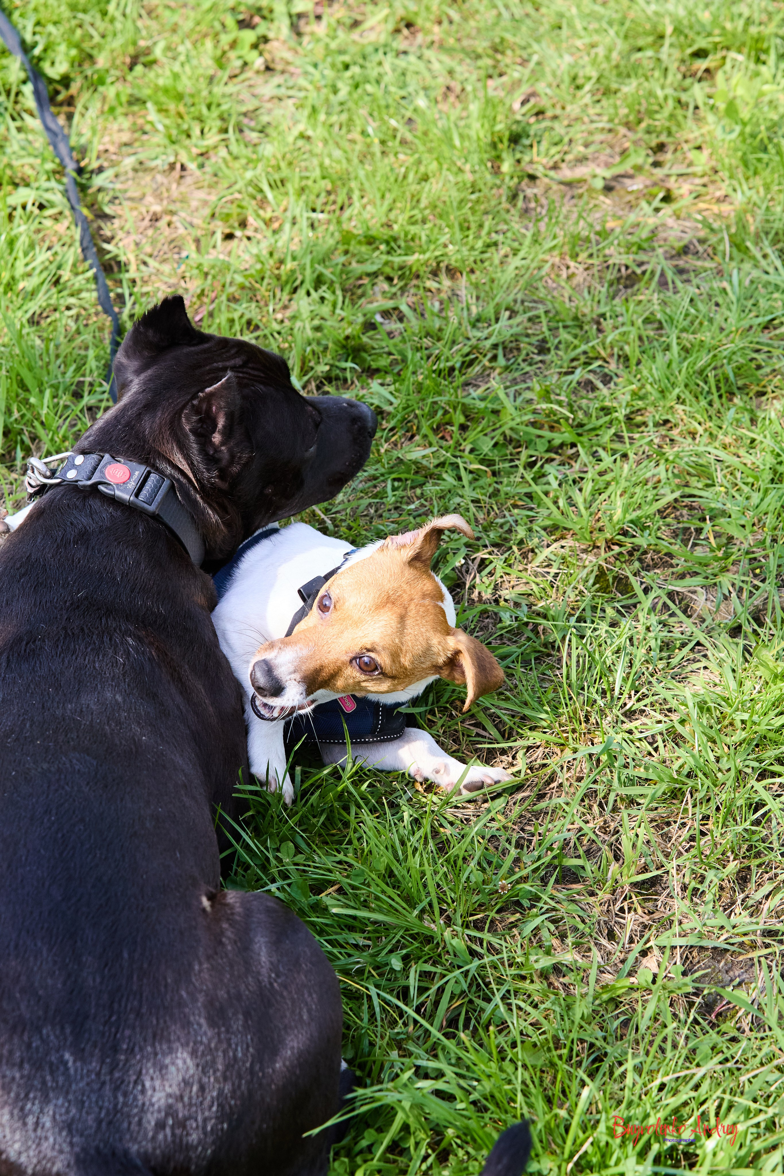 Проект фотопрогулка с хвостиком. Buyvolenko Andrey