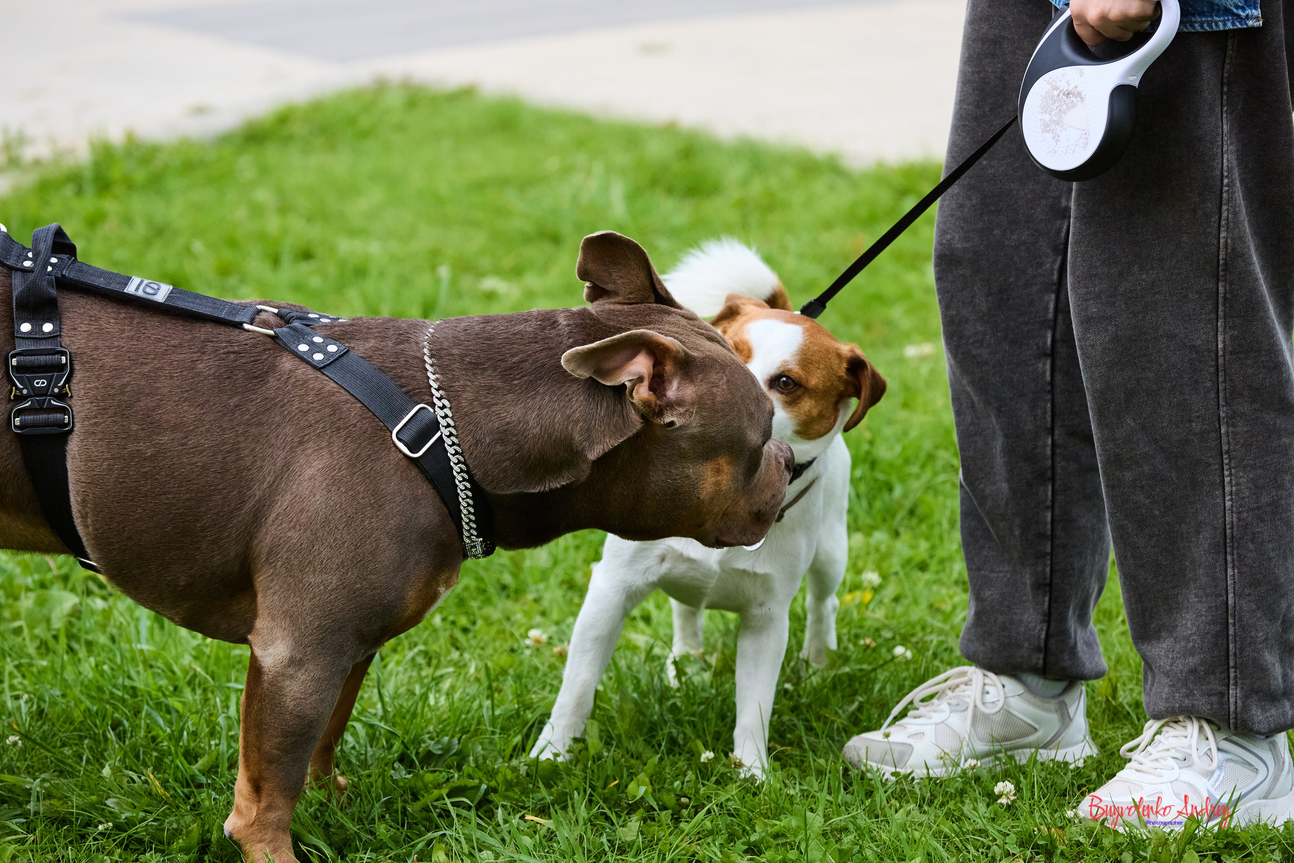 Проект фотопрогулка с хвостиком. Buyvolenko Andrey