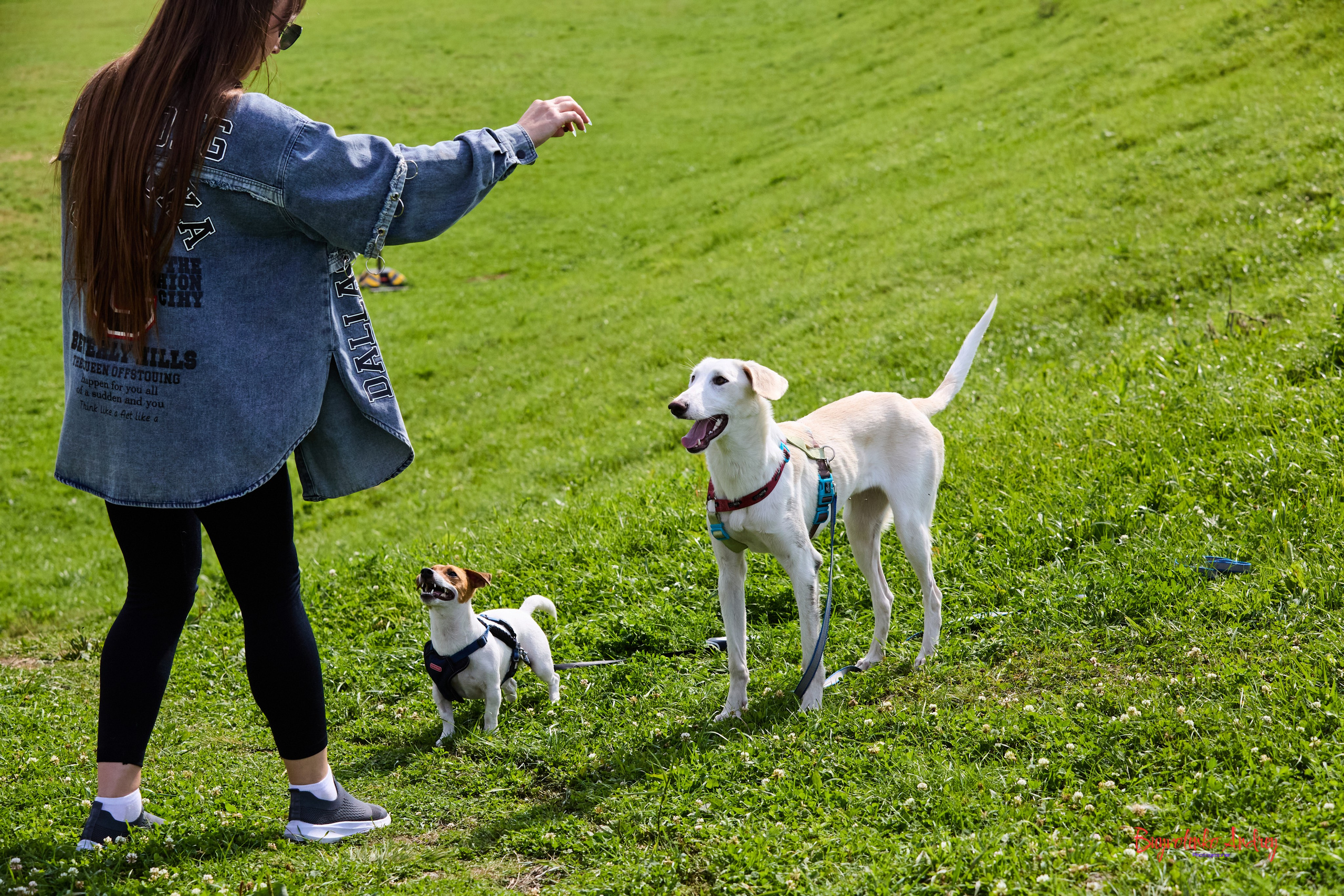 Проект фотопрогулка с хвостиком. Buyvolenko Andrey