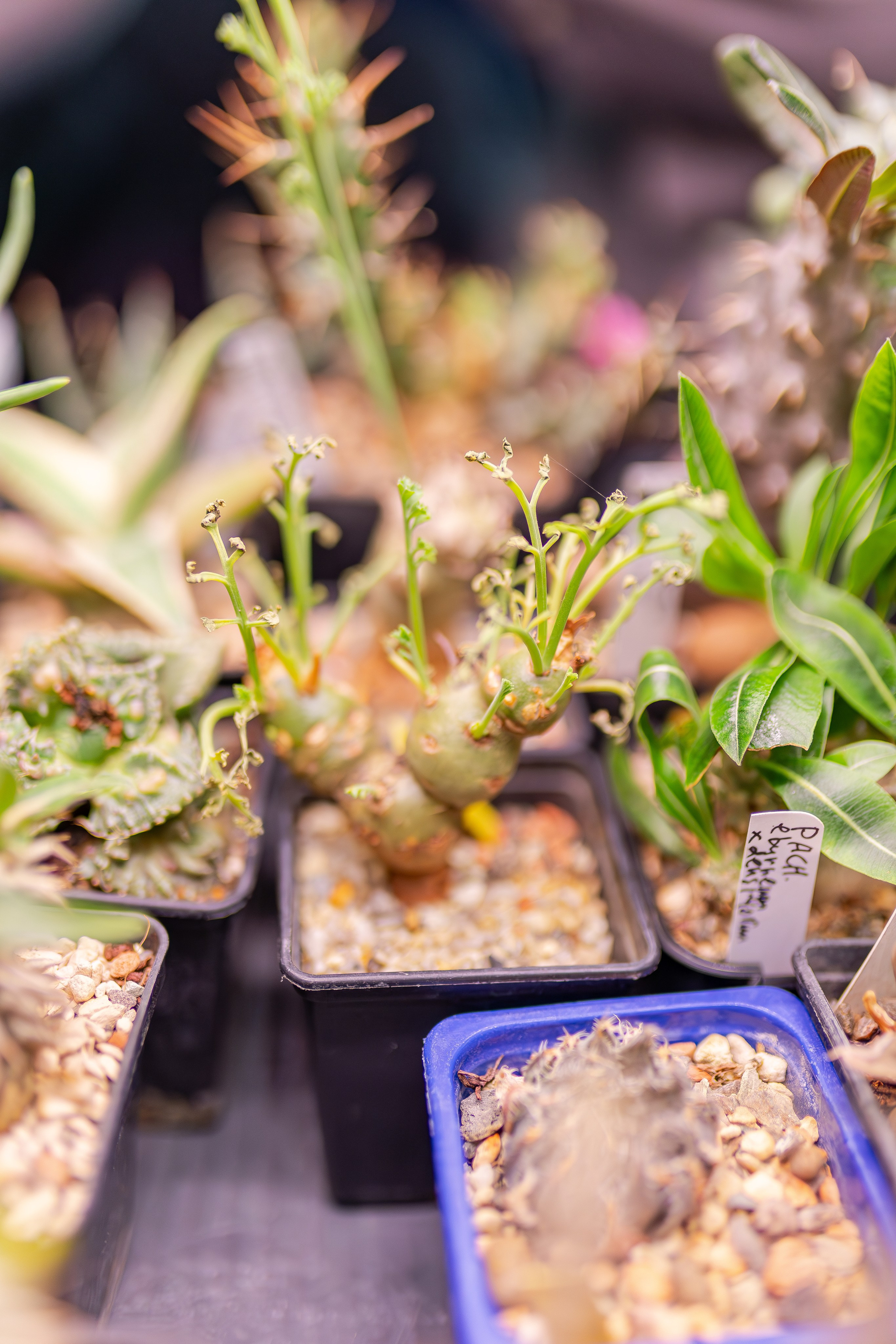 Монстериум апрель 2026. Александра Куликова фотограф, Москва