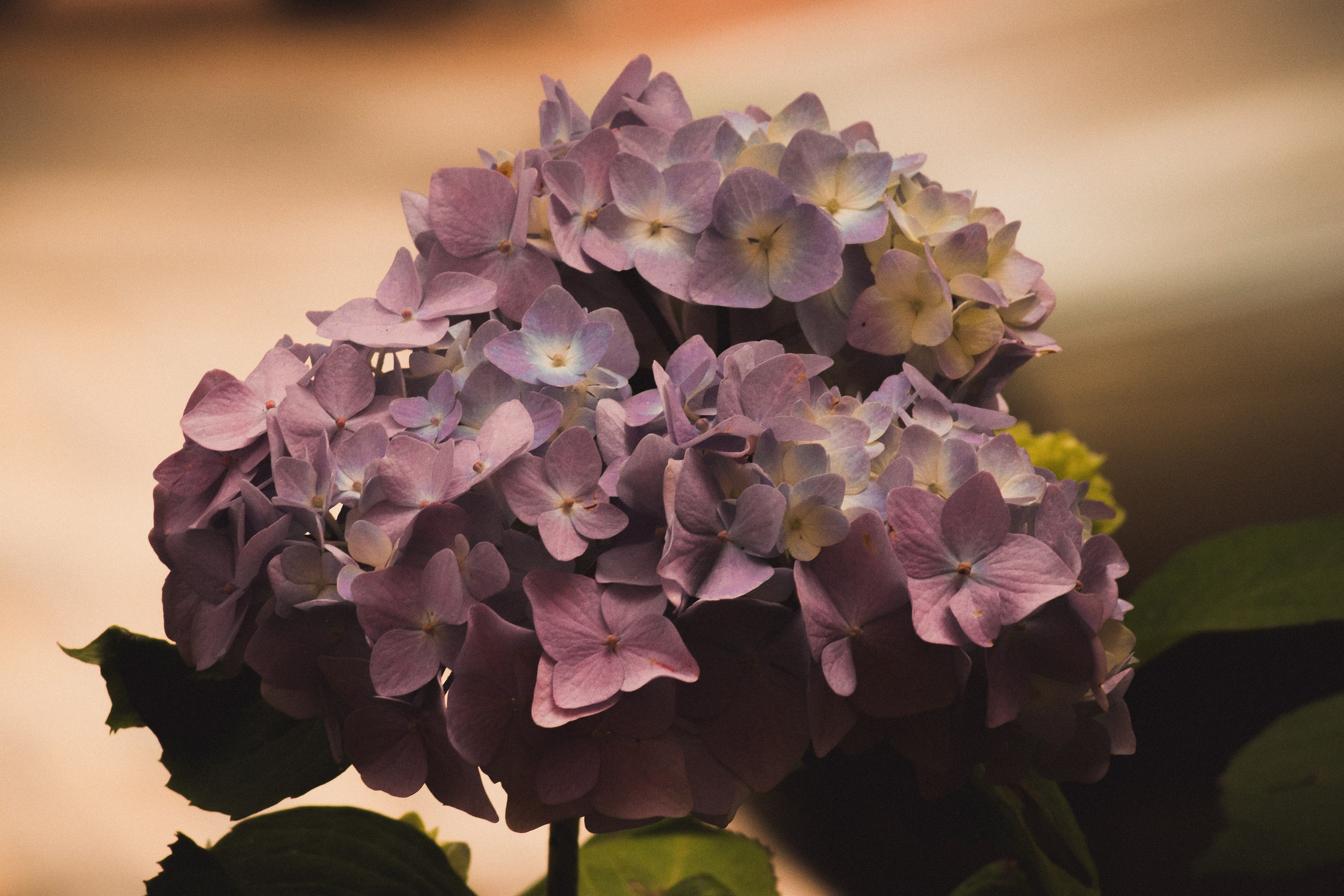 Р А С Т Е Н И Я. — Digital Noise —