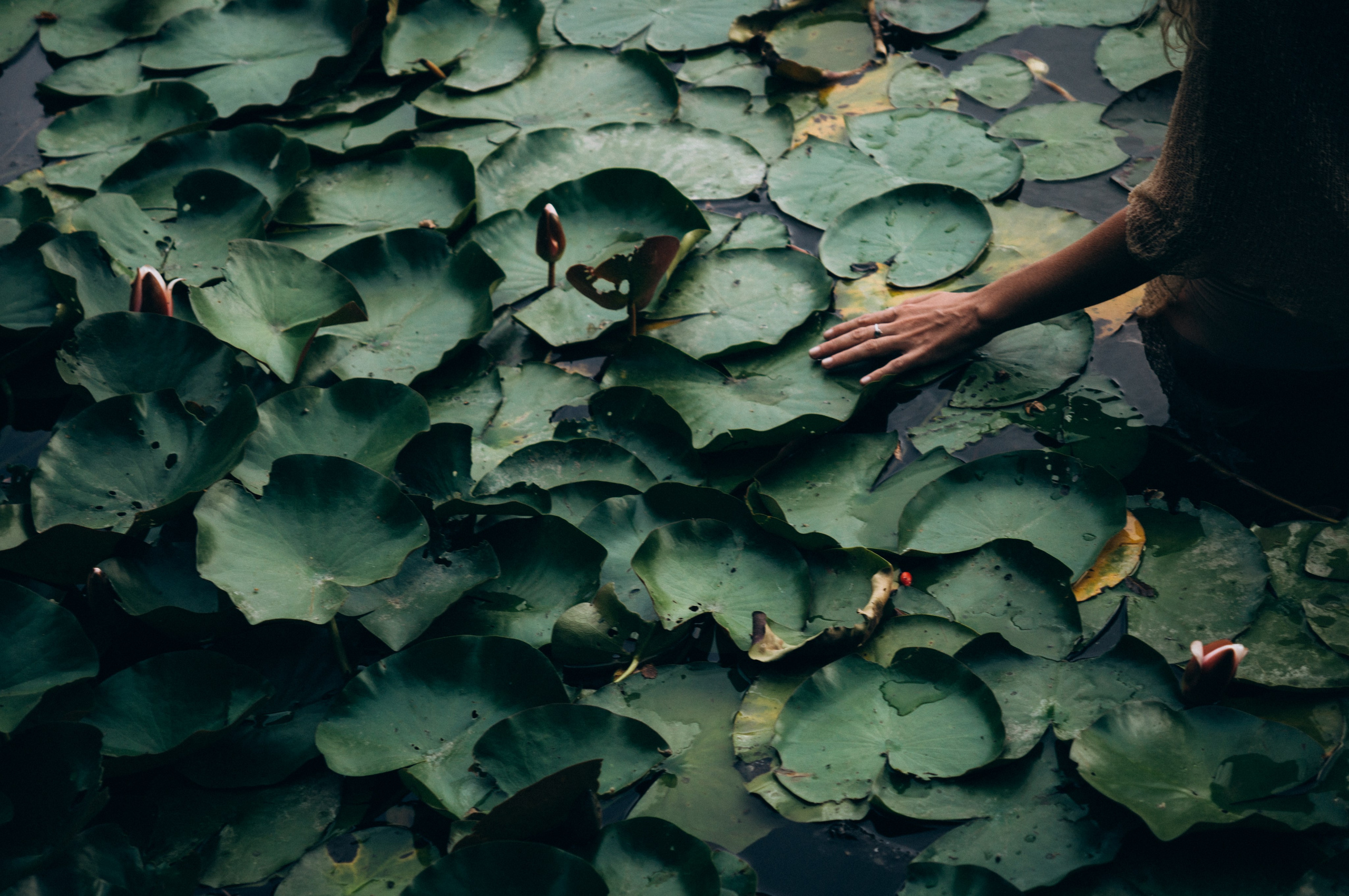 Софья | озеро с кувшинками. Обо мне