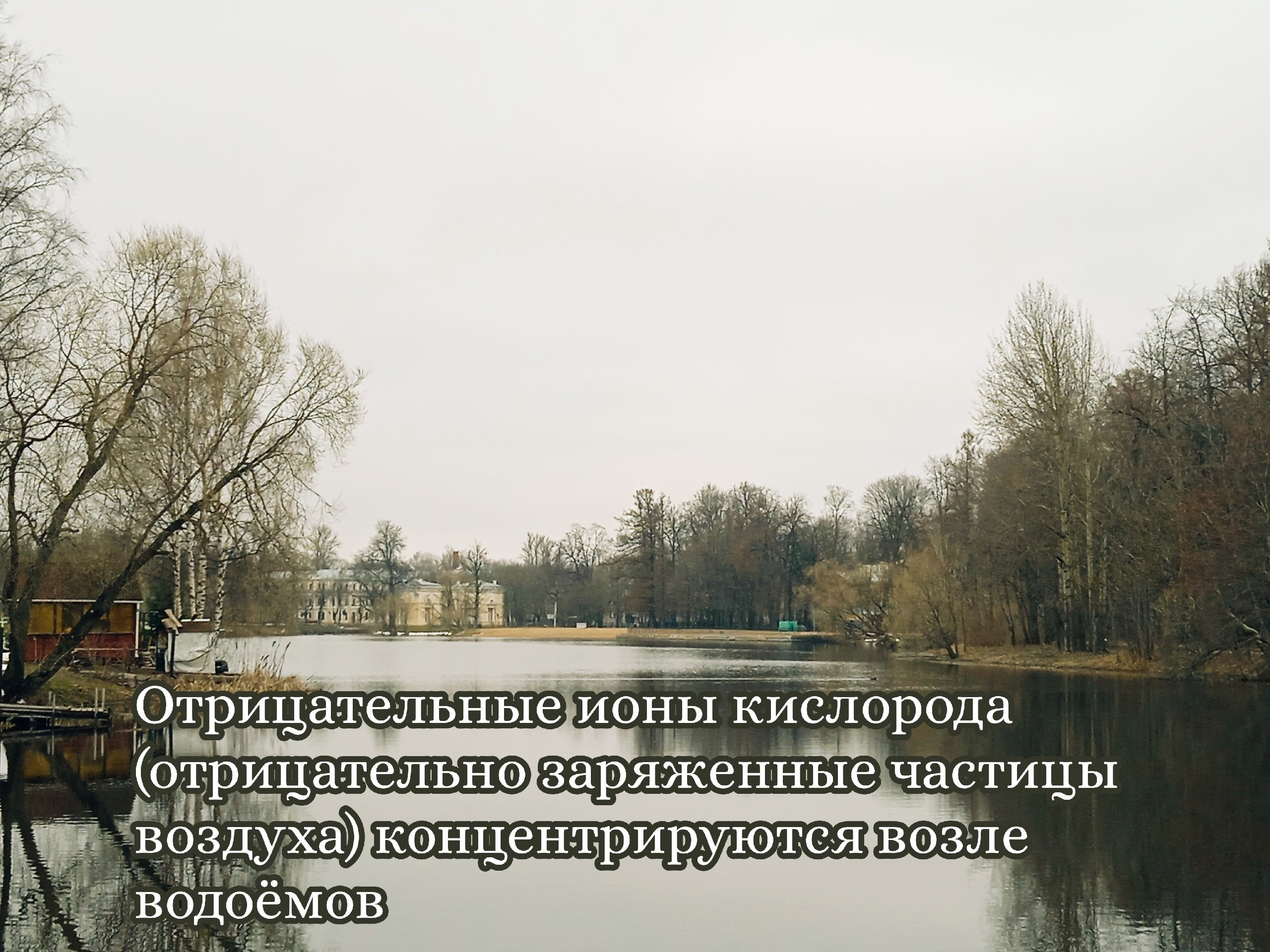 японские "лесные купания"