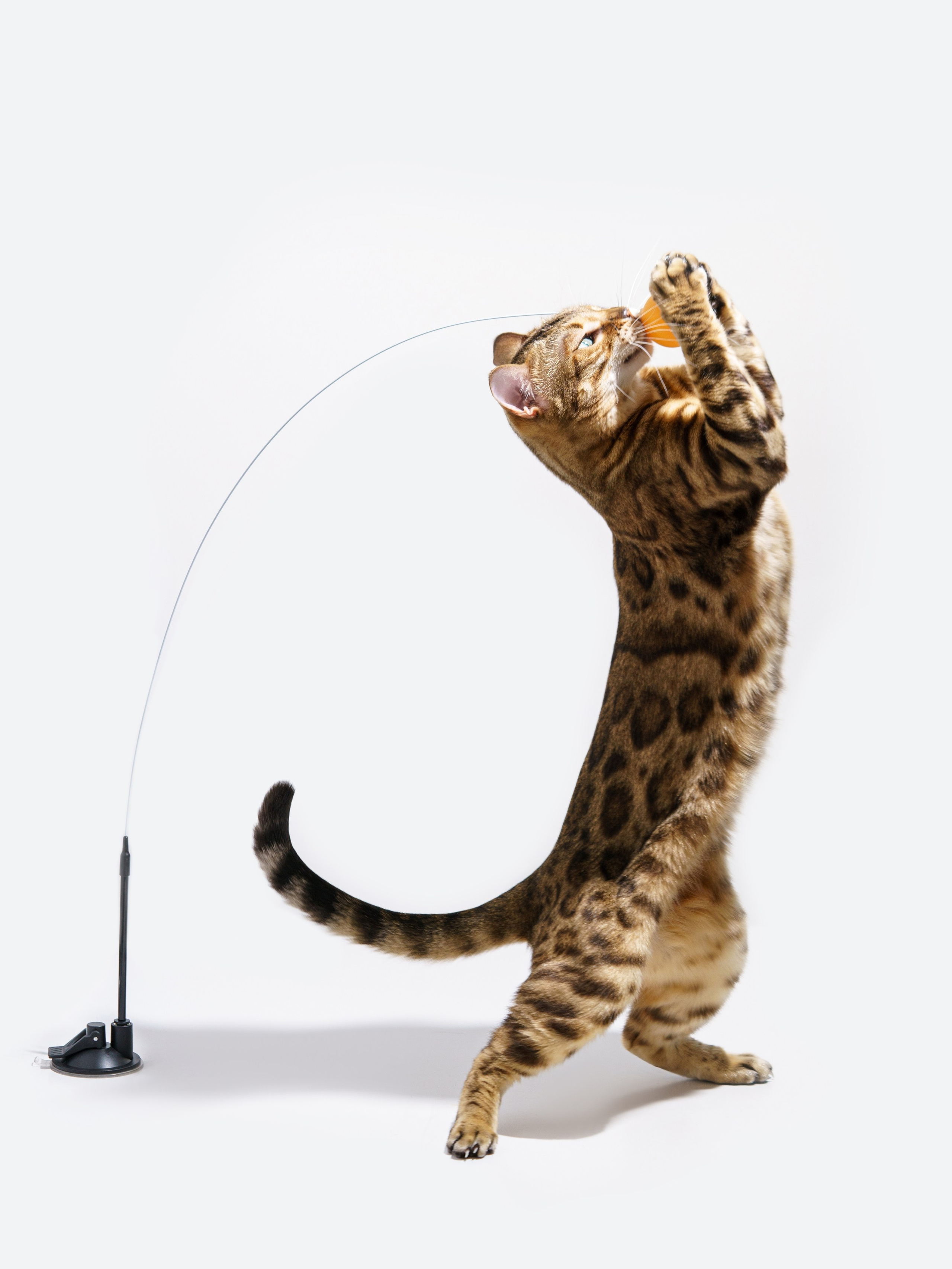 Съемки с животными. КЕД Студия-контент агентство полного цикла СПБ. Создаём фото, видео и контент, который помогает брендам и селлерам продавать больше