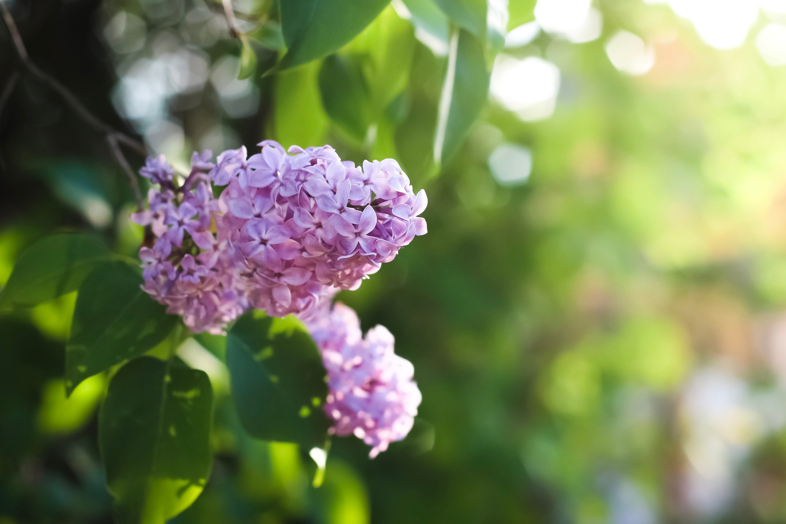 Природа. Polyframe