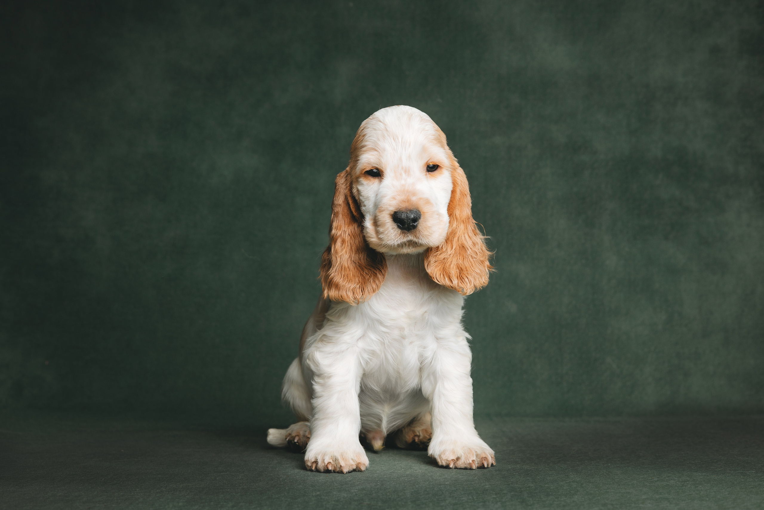 Английские коккер-спаниели. Фотограф анималист Осипчикова Мария