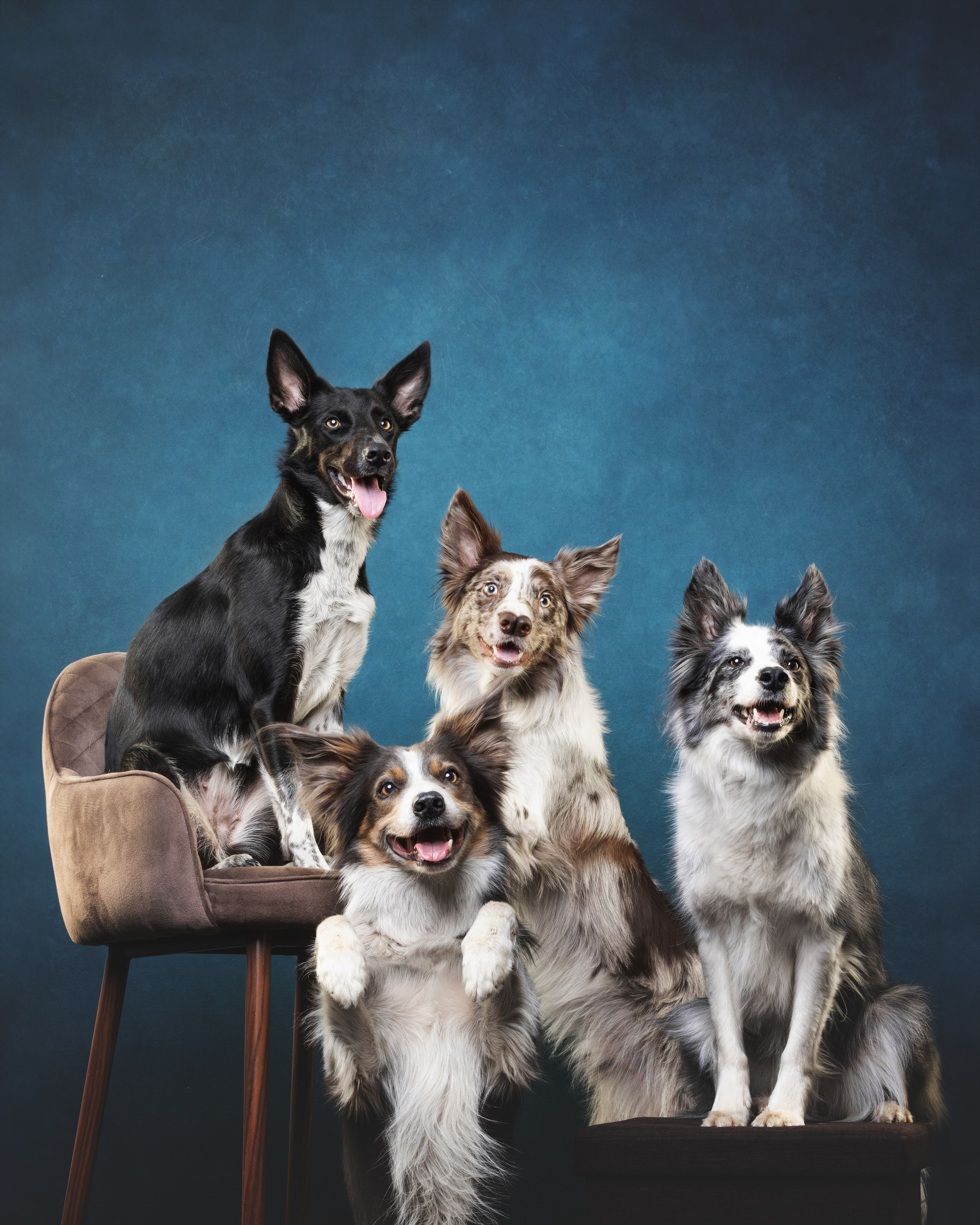 Бордер колли. Фотограф анималист Осипчикова Мария