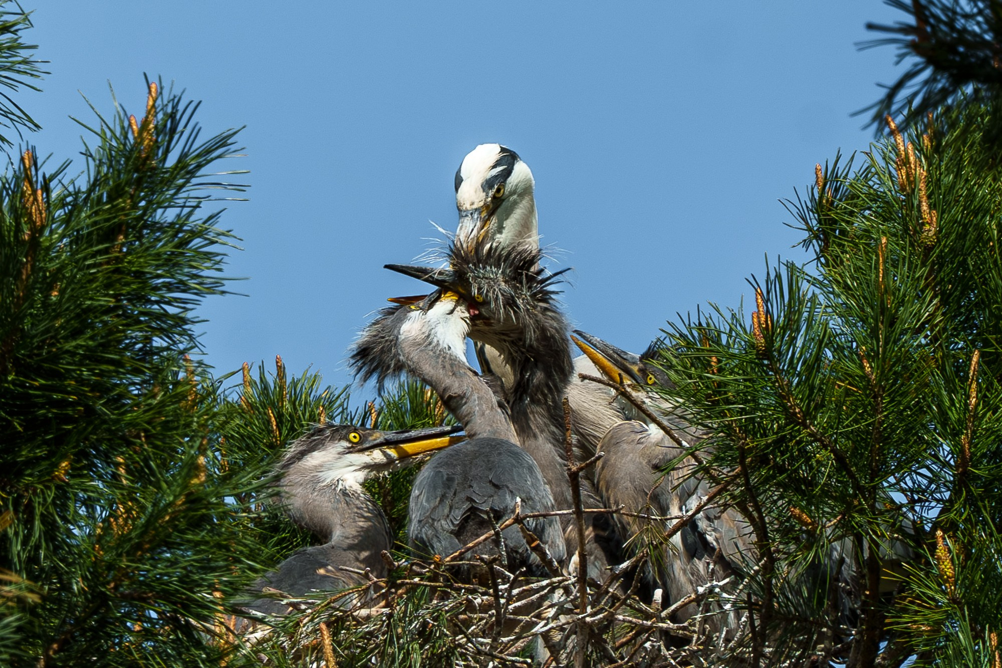 Удивительные мир птиц. Вокруг нас столько прекрасного — присмотритесь!. Ваш личный фотограф Марина Волкова