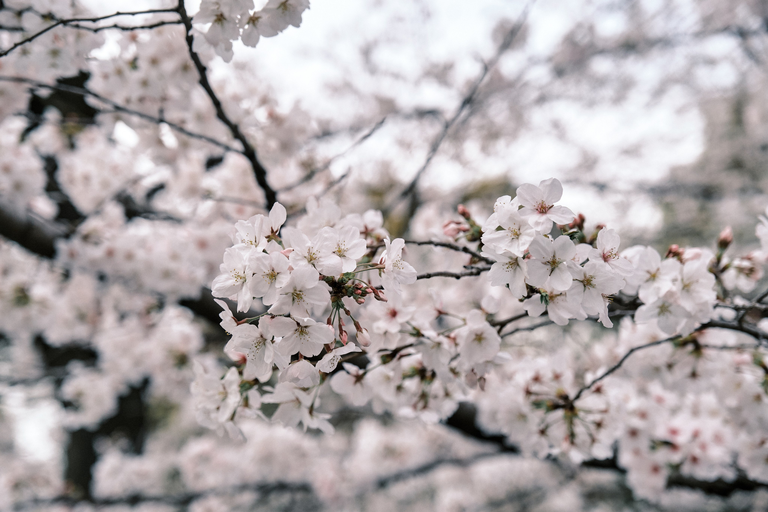 Japan / Osaka≫Kyoto≫Tokyo. Aleksandr Kobtsev