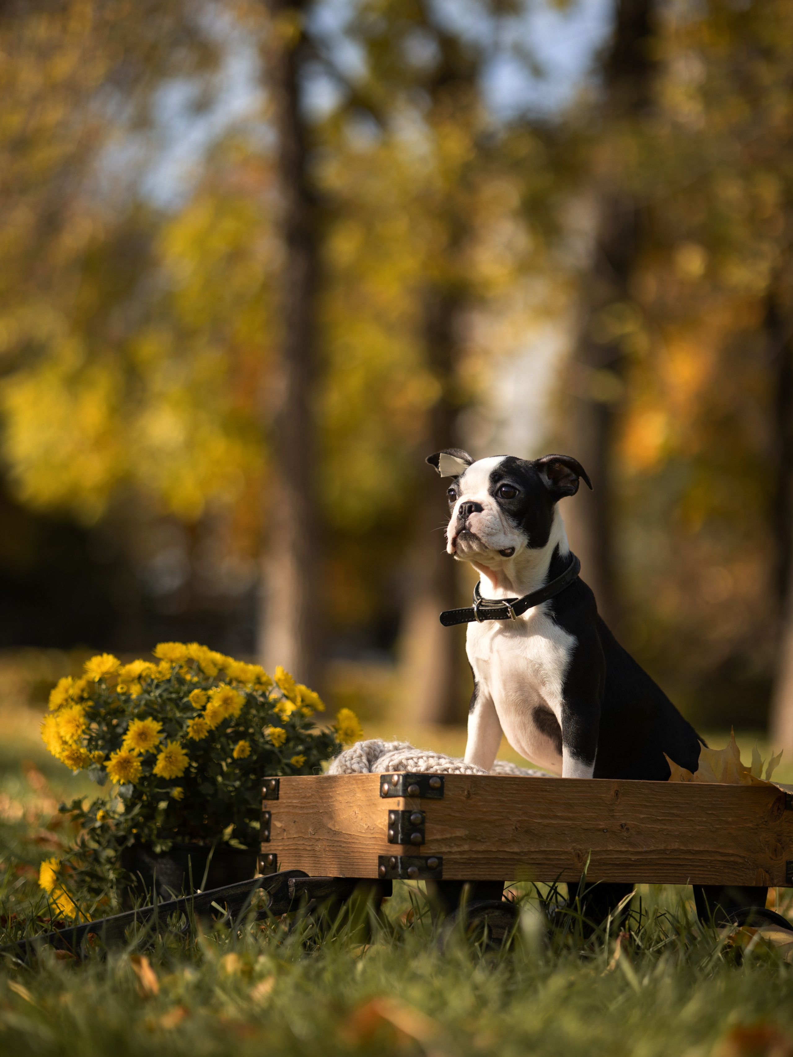 Щенки бостики. Главная