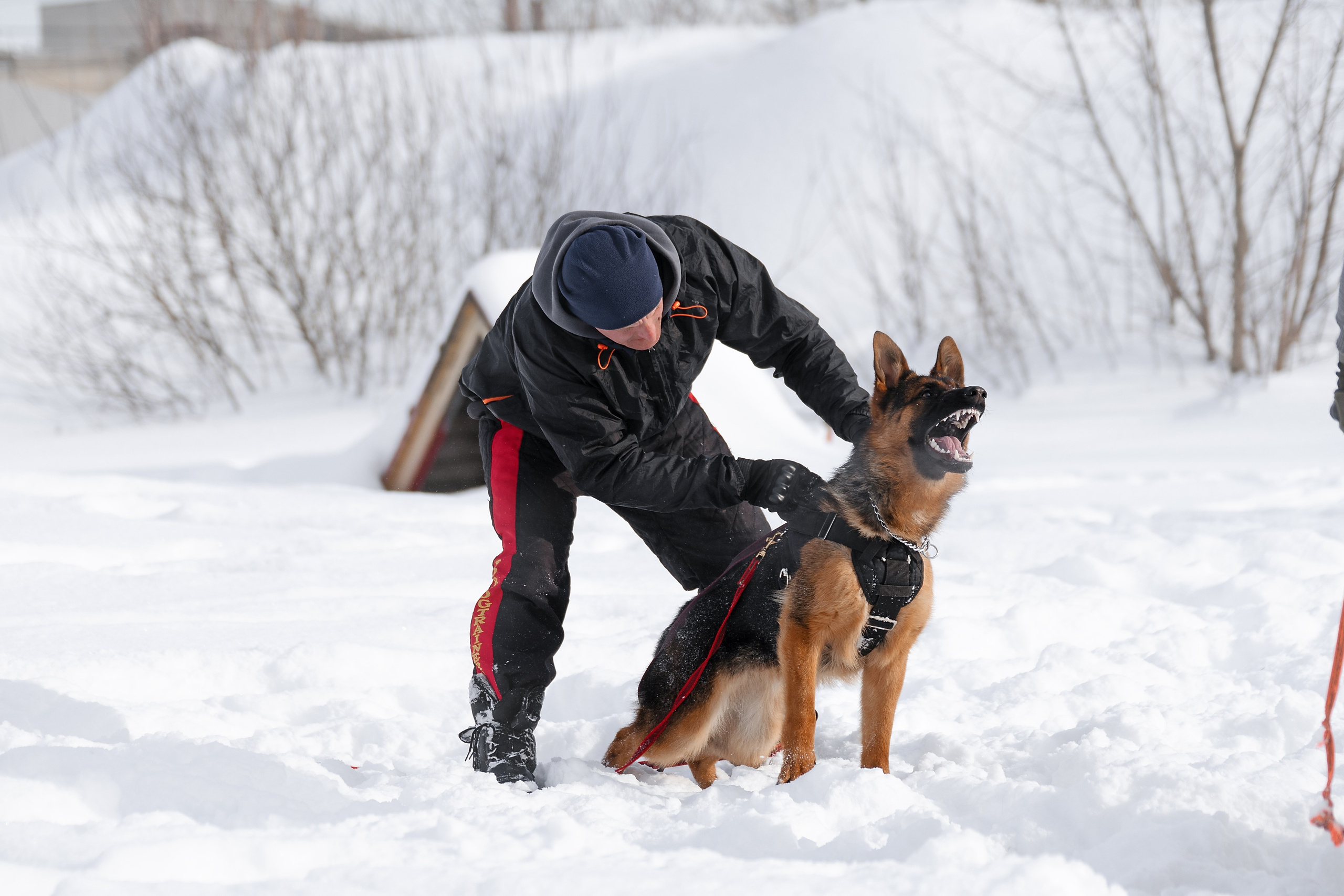 Репортажная съемка. Фотограф-анималист Нижний Новгород