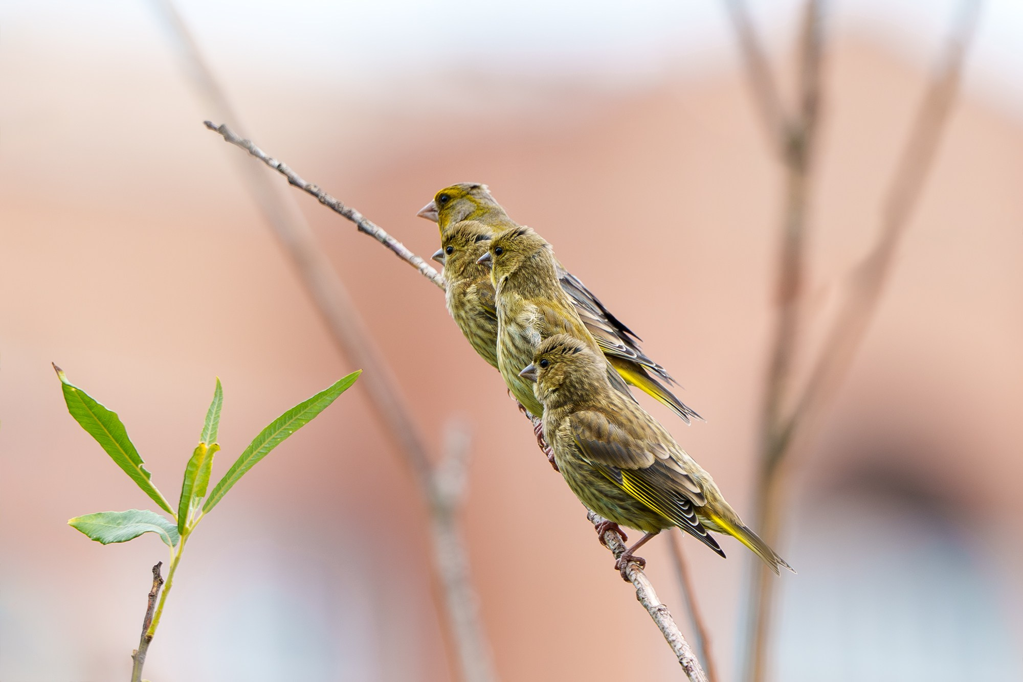 Удивительные мир птиц. Вокруг нас столько прекрасного — присмотритесь!. Ваш личный фотограф Марина Волкова