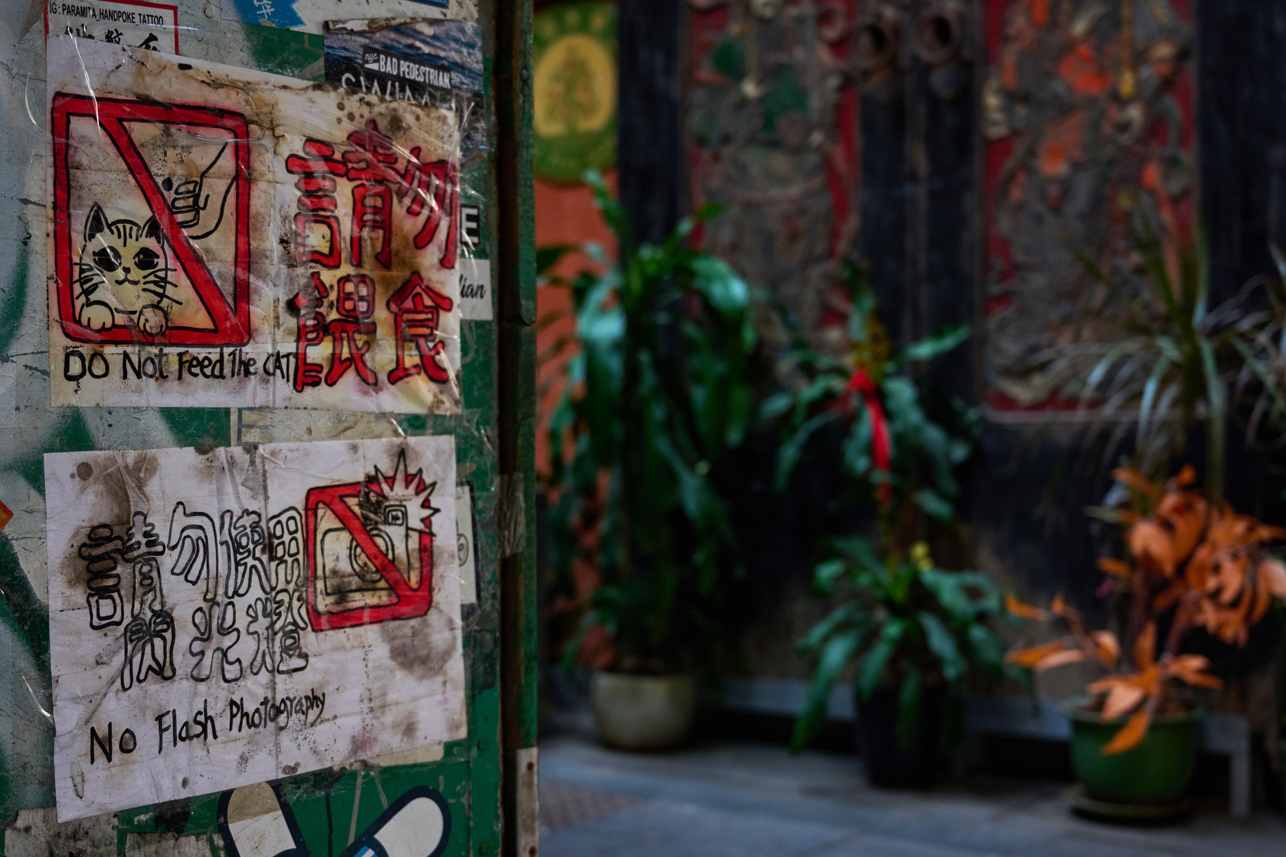 Жизнь, люди, стрит, вокруг, животные, на улице. Яркие фото на Чёрном море