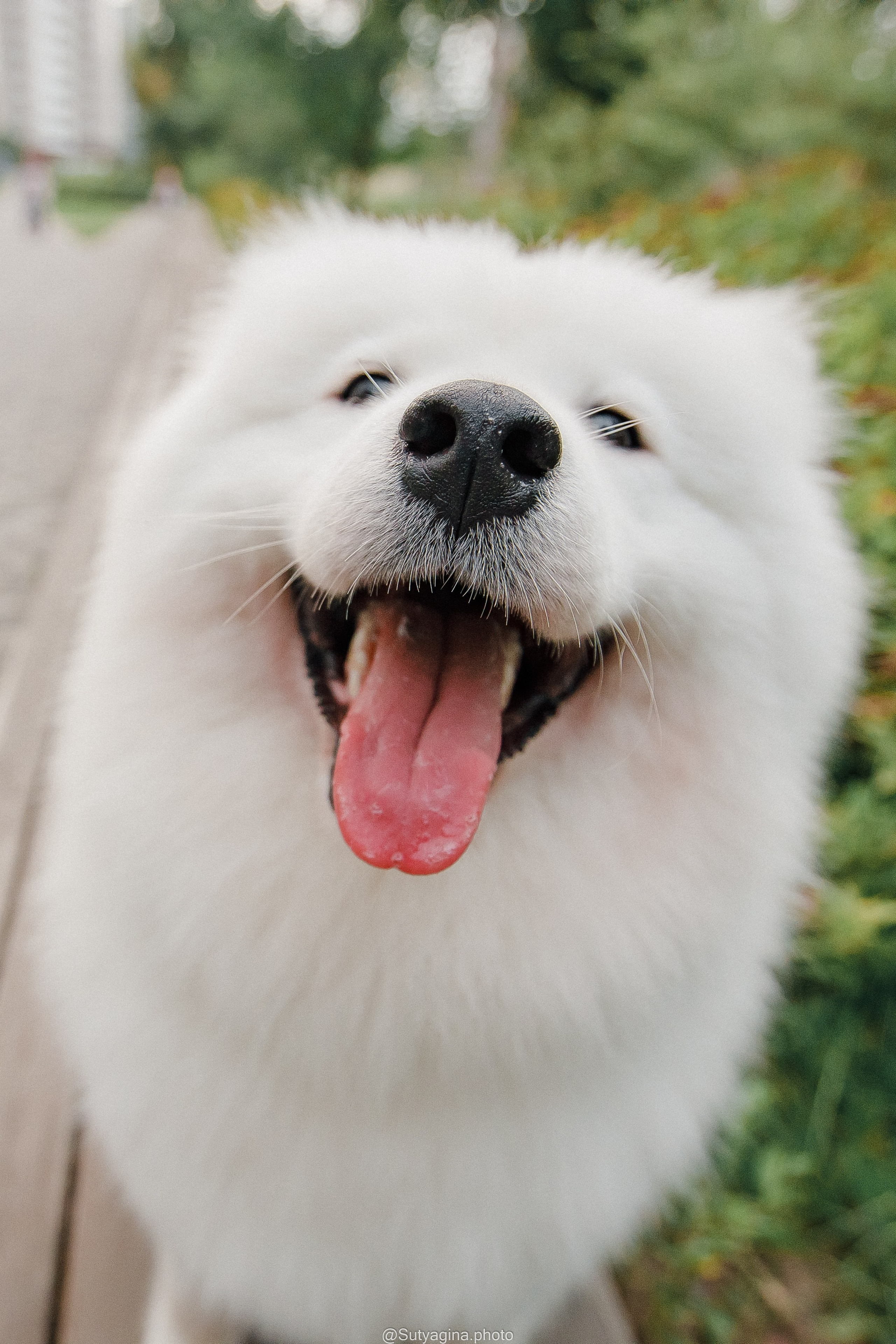 Самоед Рея. Свадебный и женский фотограф