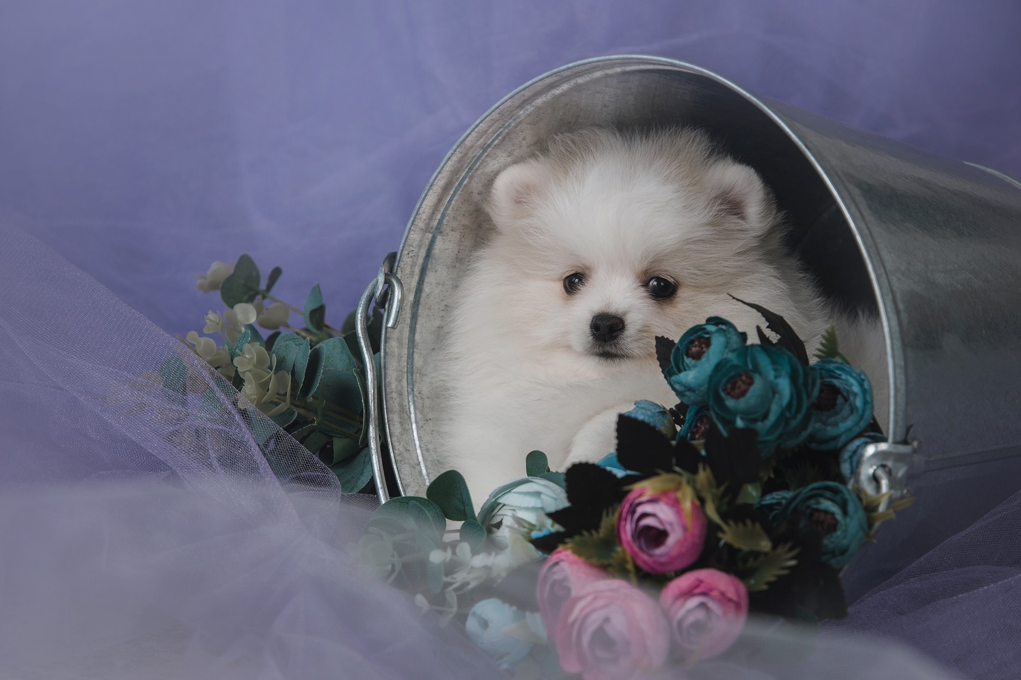 Щенки. Фотограф Анна Тюрина