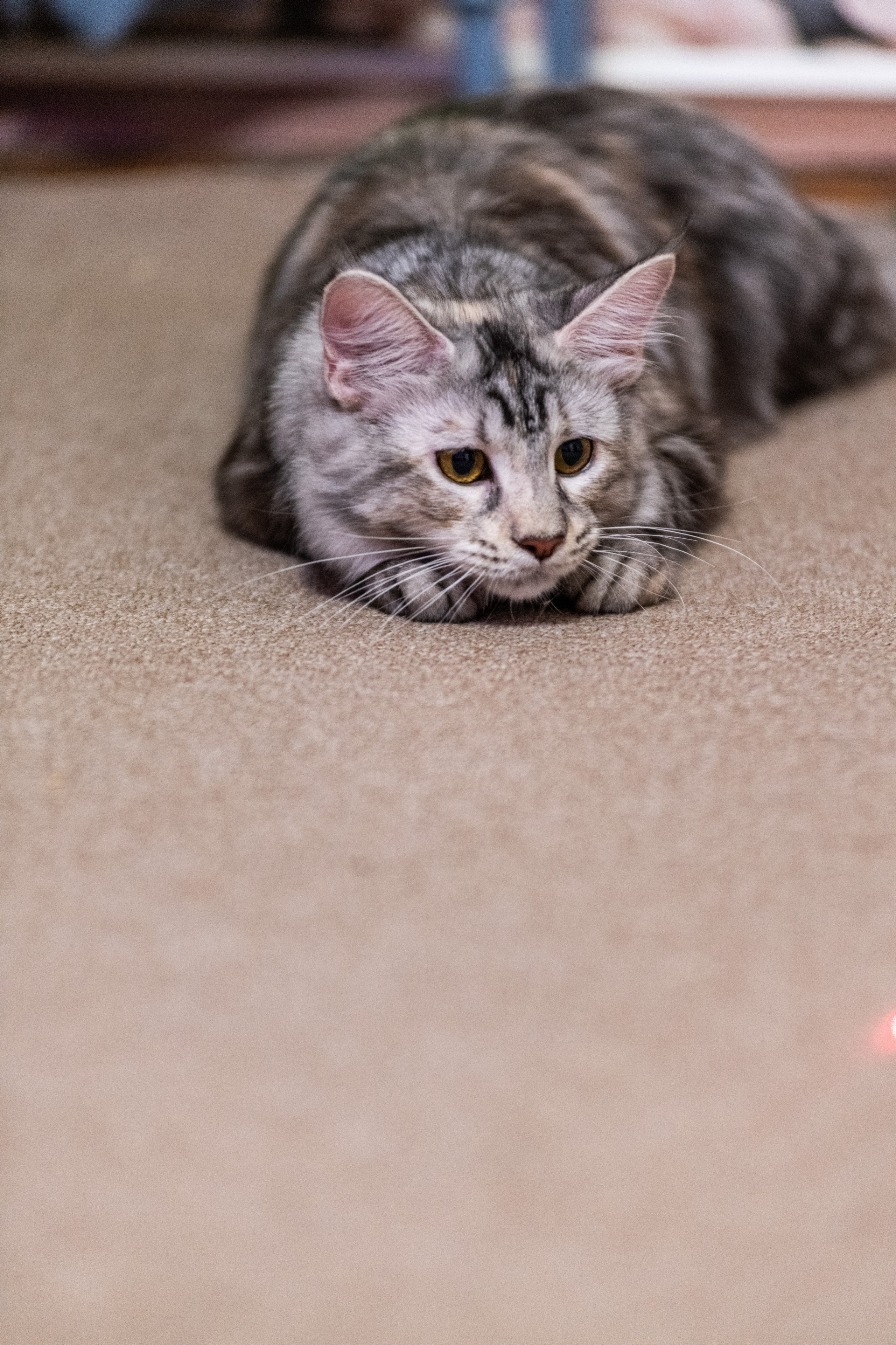 «Белка» — проба на tilt-shift 24 мм. Роман Свободный — интерьерная и архитектурная съёмка, Москва и МО