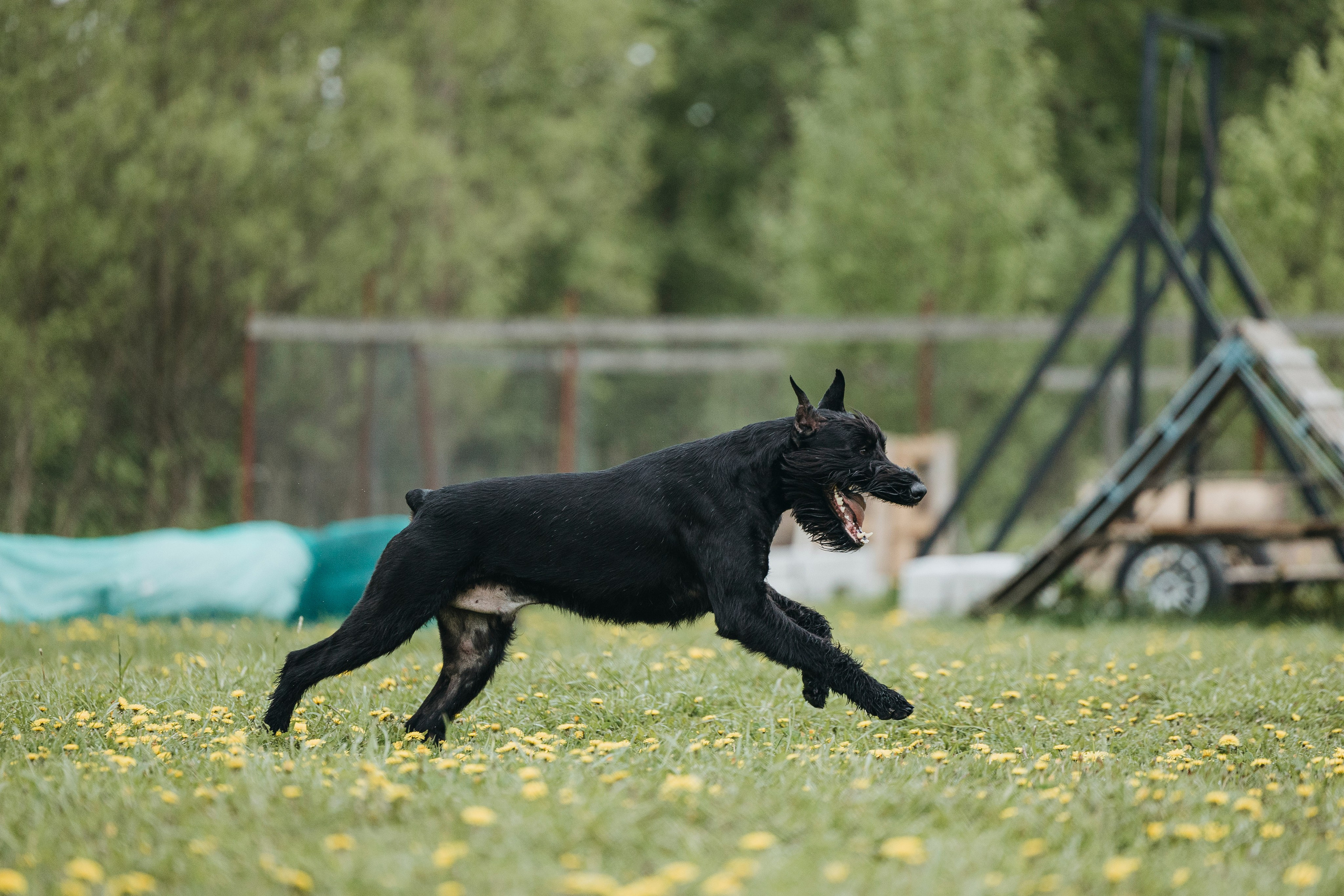 26.05.25 г. Пушкин квалификационные соревнования. Фотограф-анималист Анна Маринич