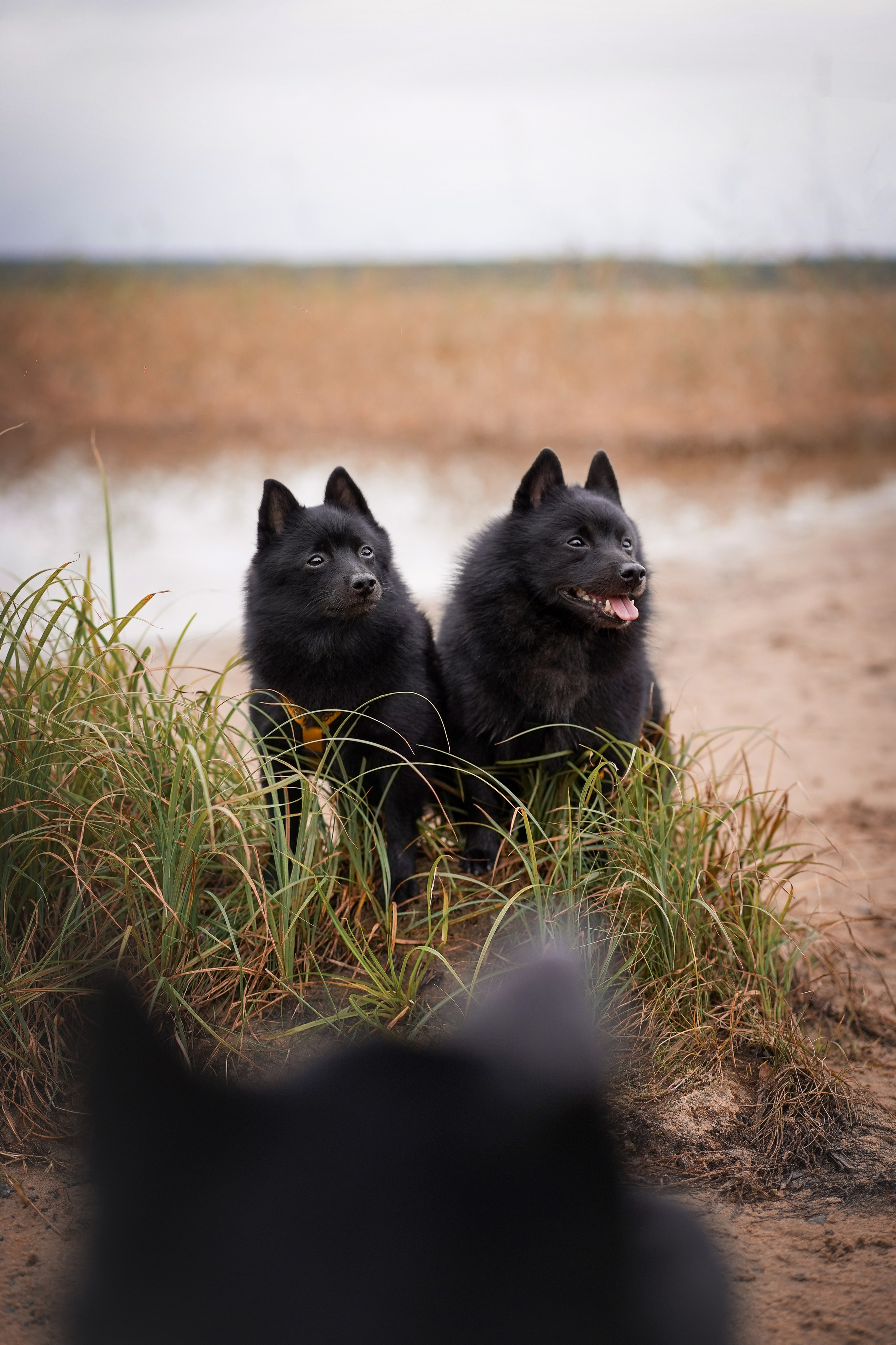 Аня Мишель Арчи и Майкл. Фотограф-анималист в Санкт-Петербурге Яна Мартынова