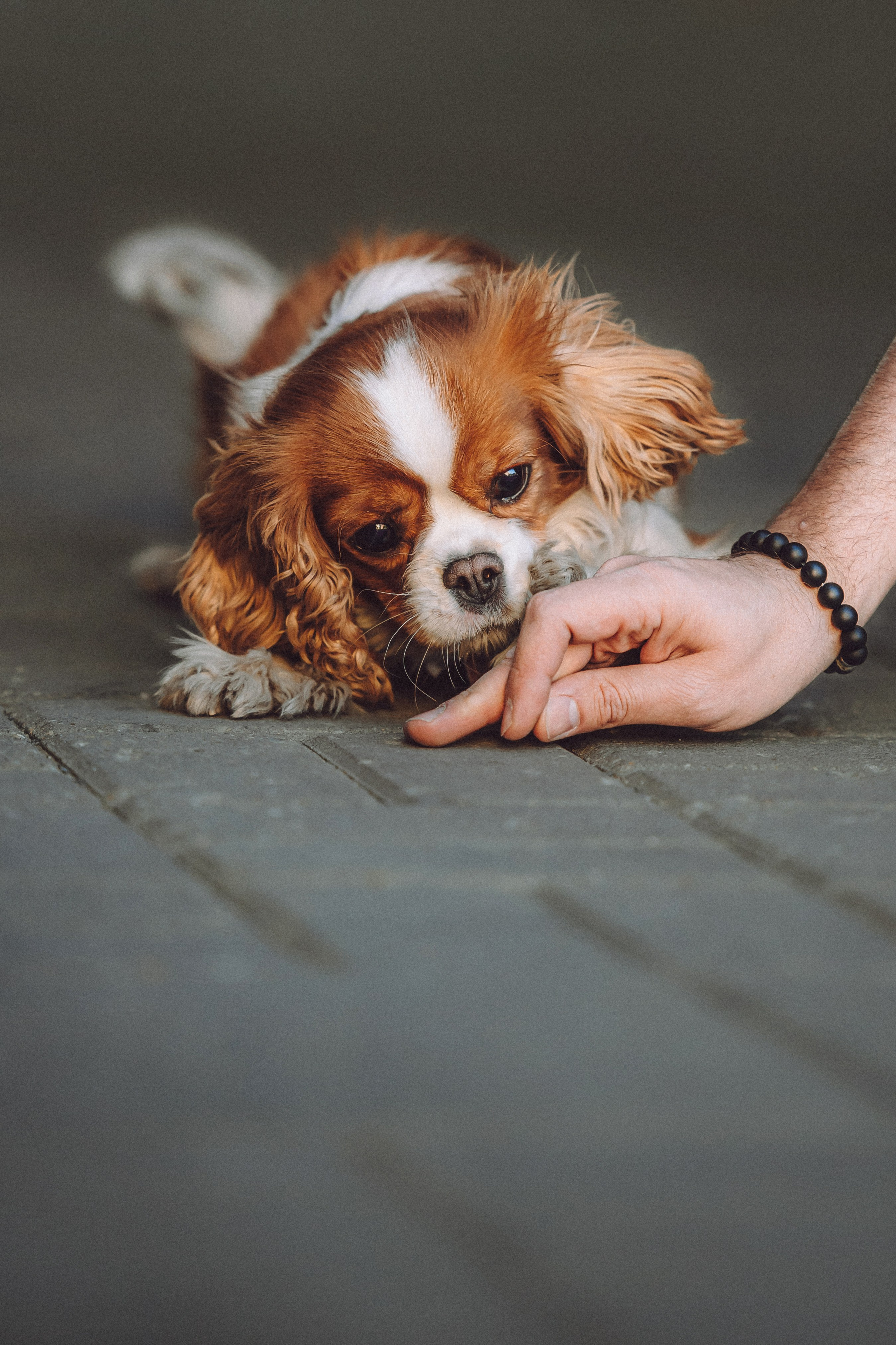 Ириска и ее семья