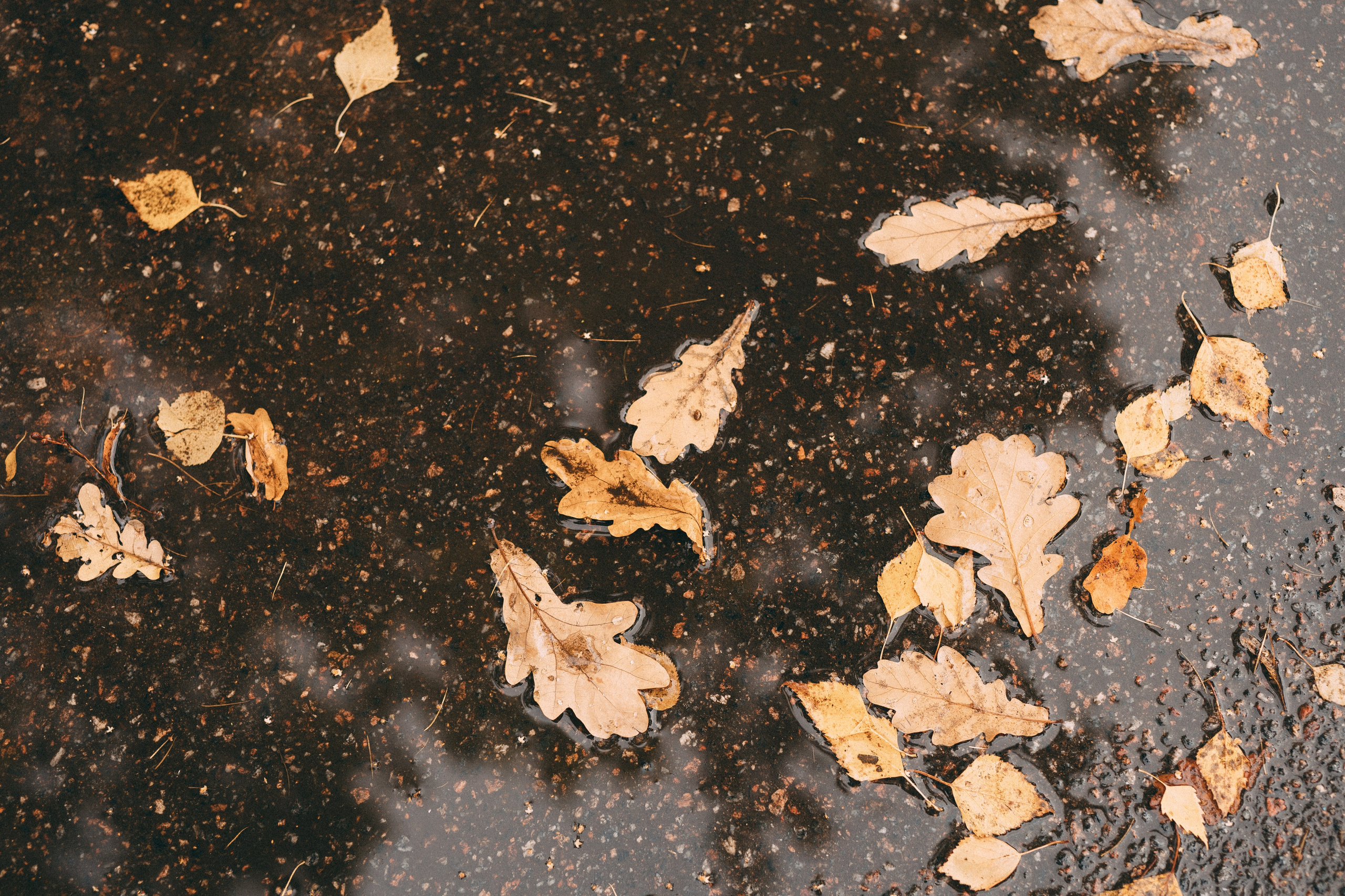 Золото осени. Семейный и женский фотограф в Санкт-Петербурге Татьяна Стружкина