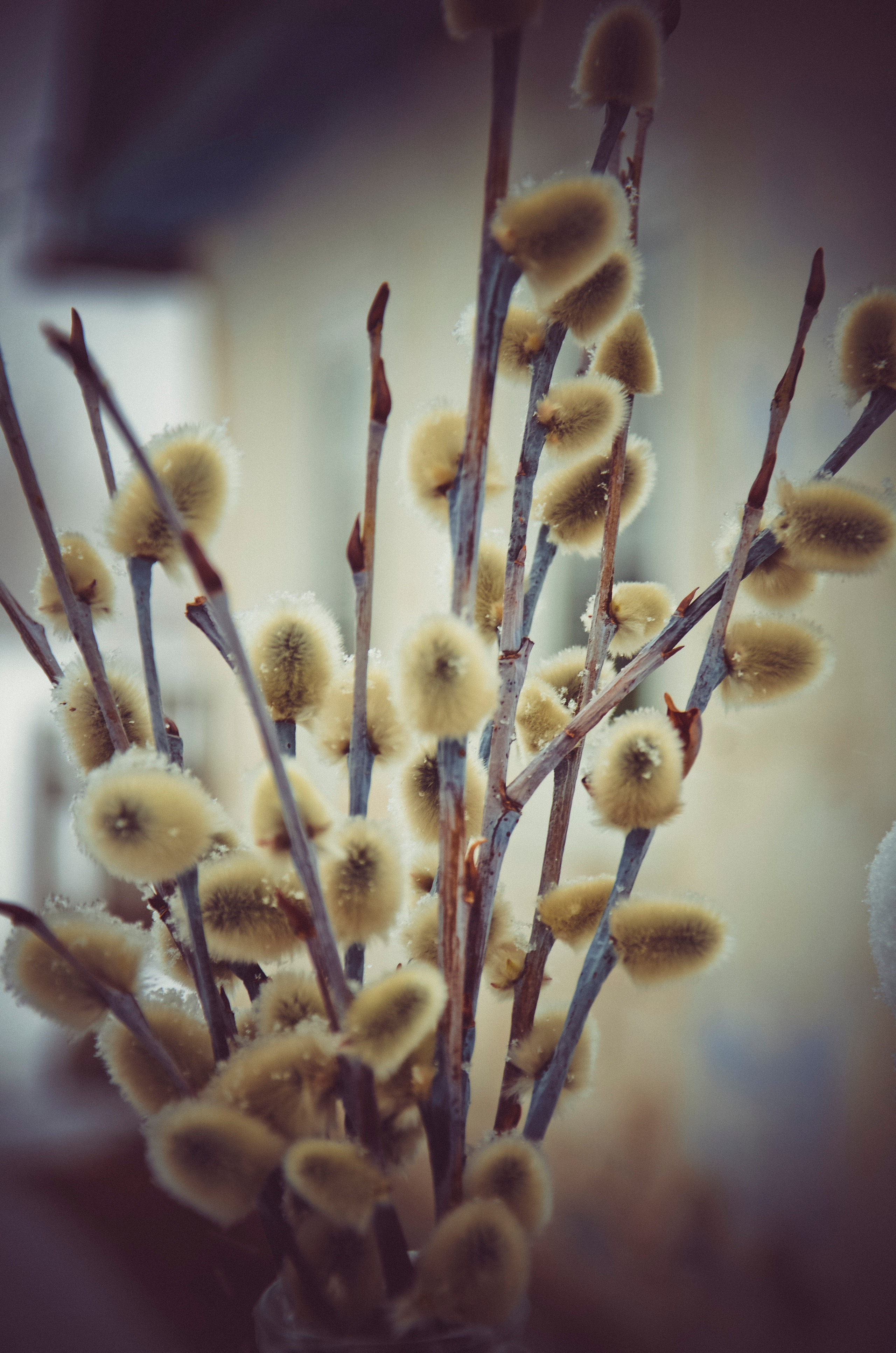 Семейный и детский фотограф в Комсомольске на амуре Мокренко Елена