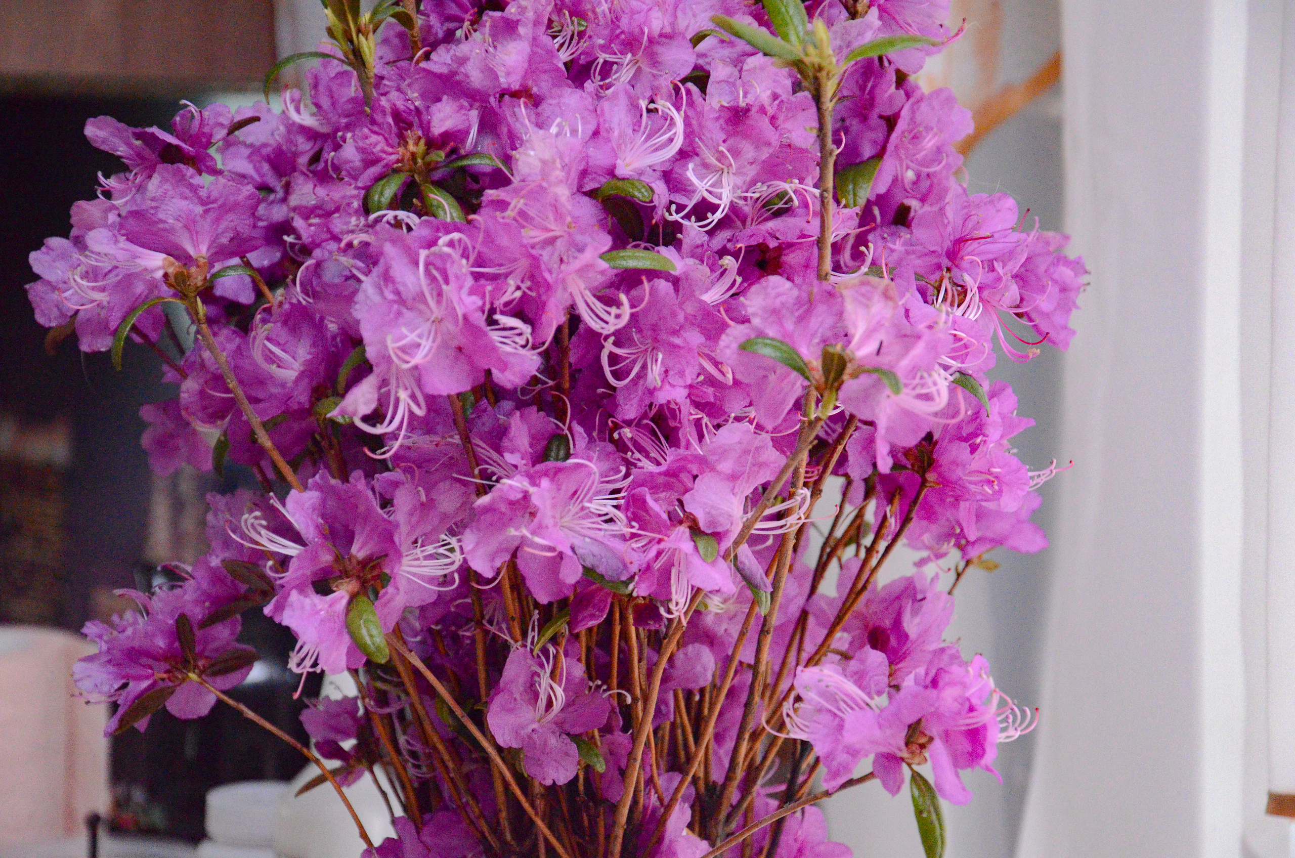 Семейный и детский фотограф в Комсомольске на амуре Мокренко Елена