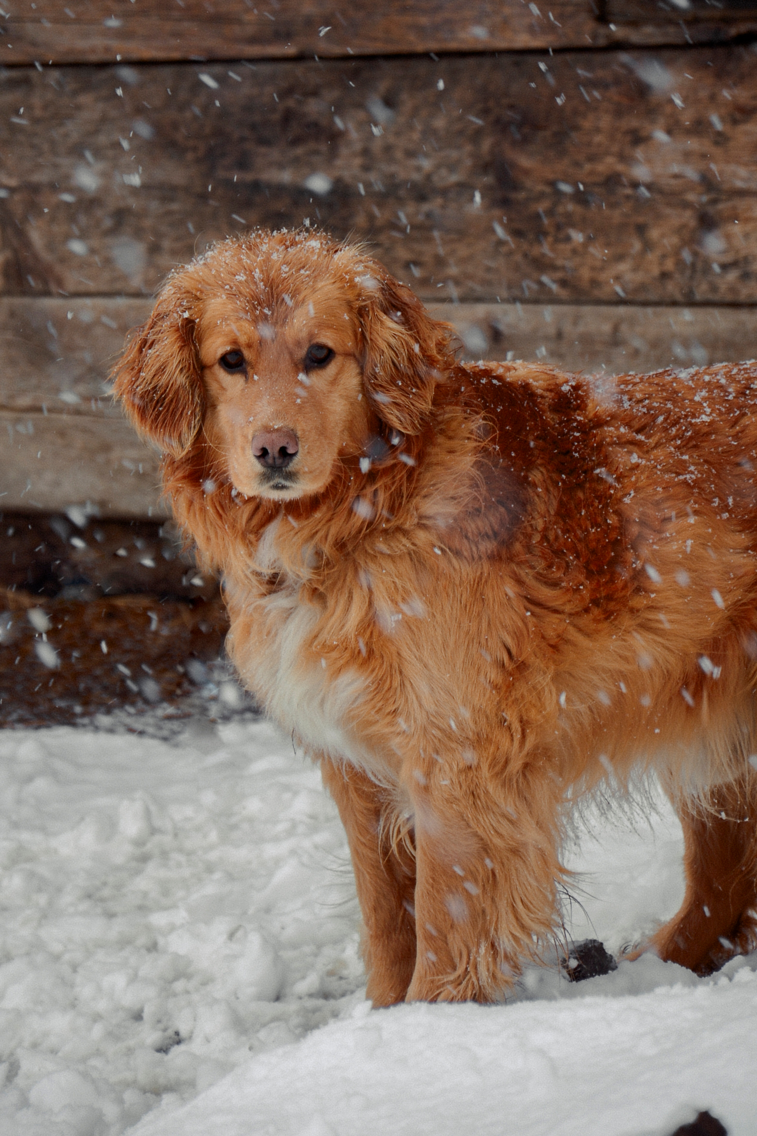 Семейный и детский фотограф в Комсомольске на амуре Мокренко Елена