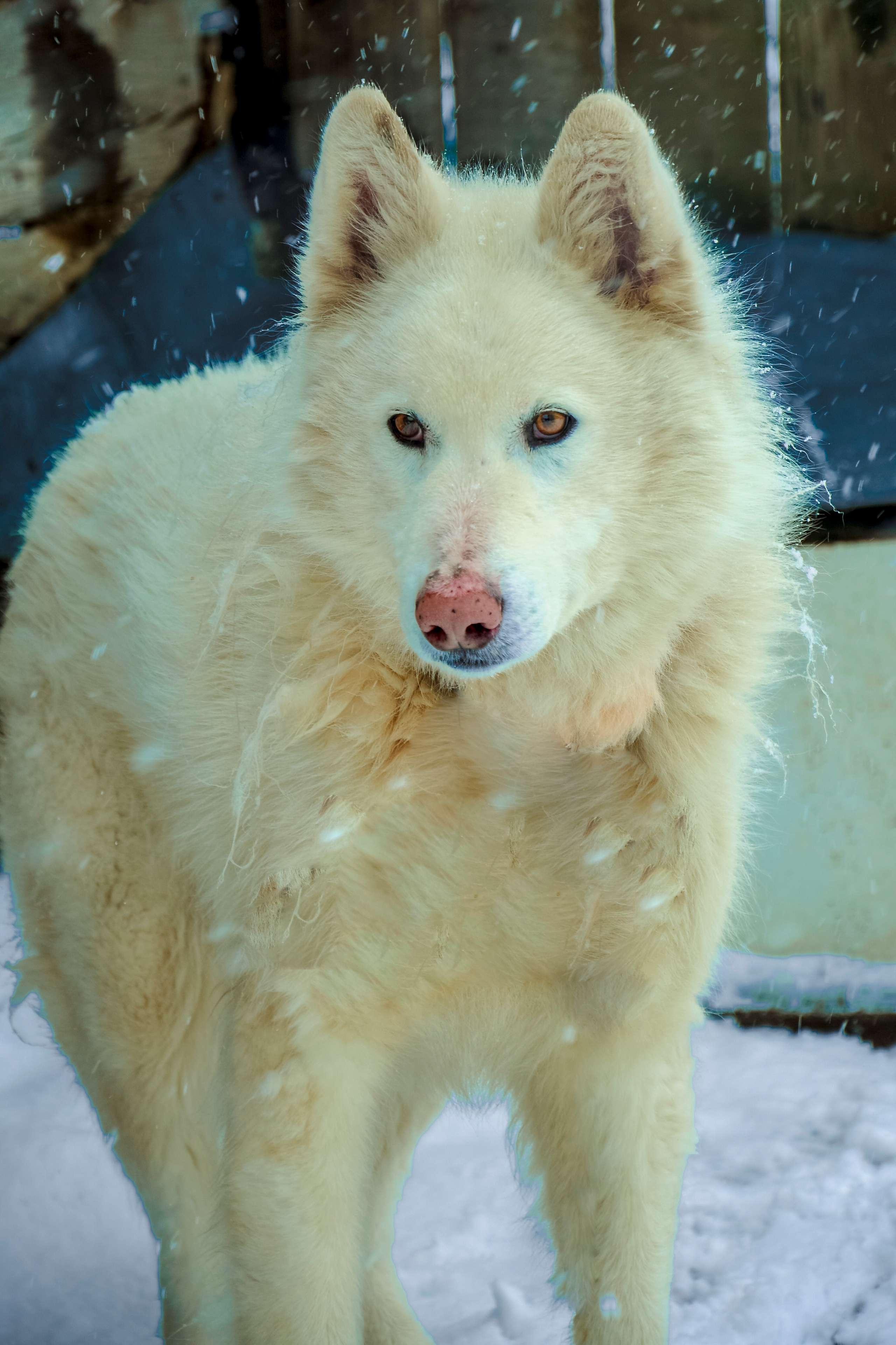 Семейный и детский фотограф в Комсомольске на амуре Мокренко Елена