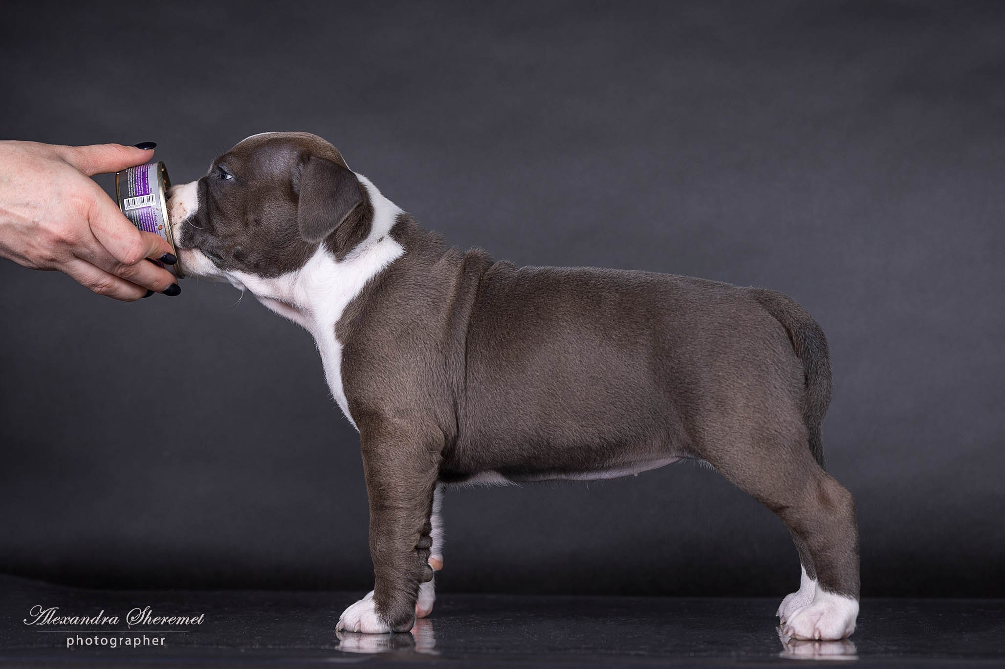 Щенки. Фотограф-анималист Александра Шеремет