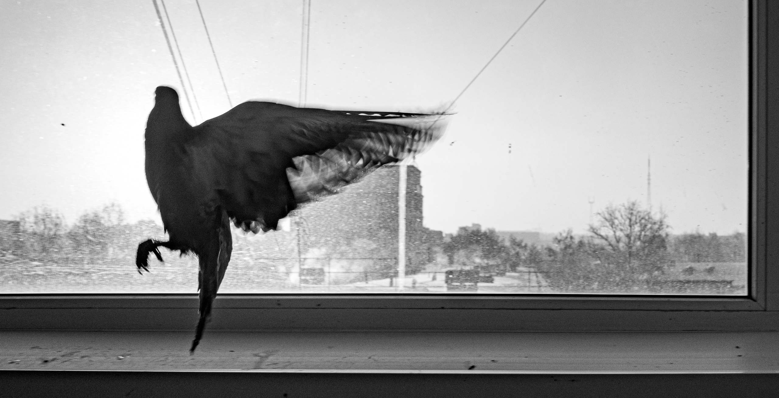 Feathers Against Concrete. StepanGerasimov