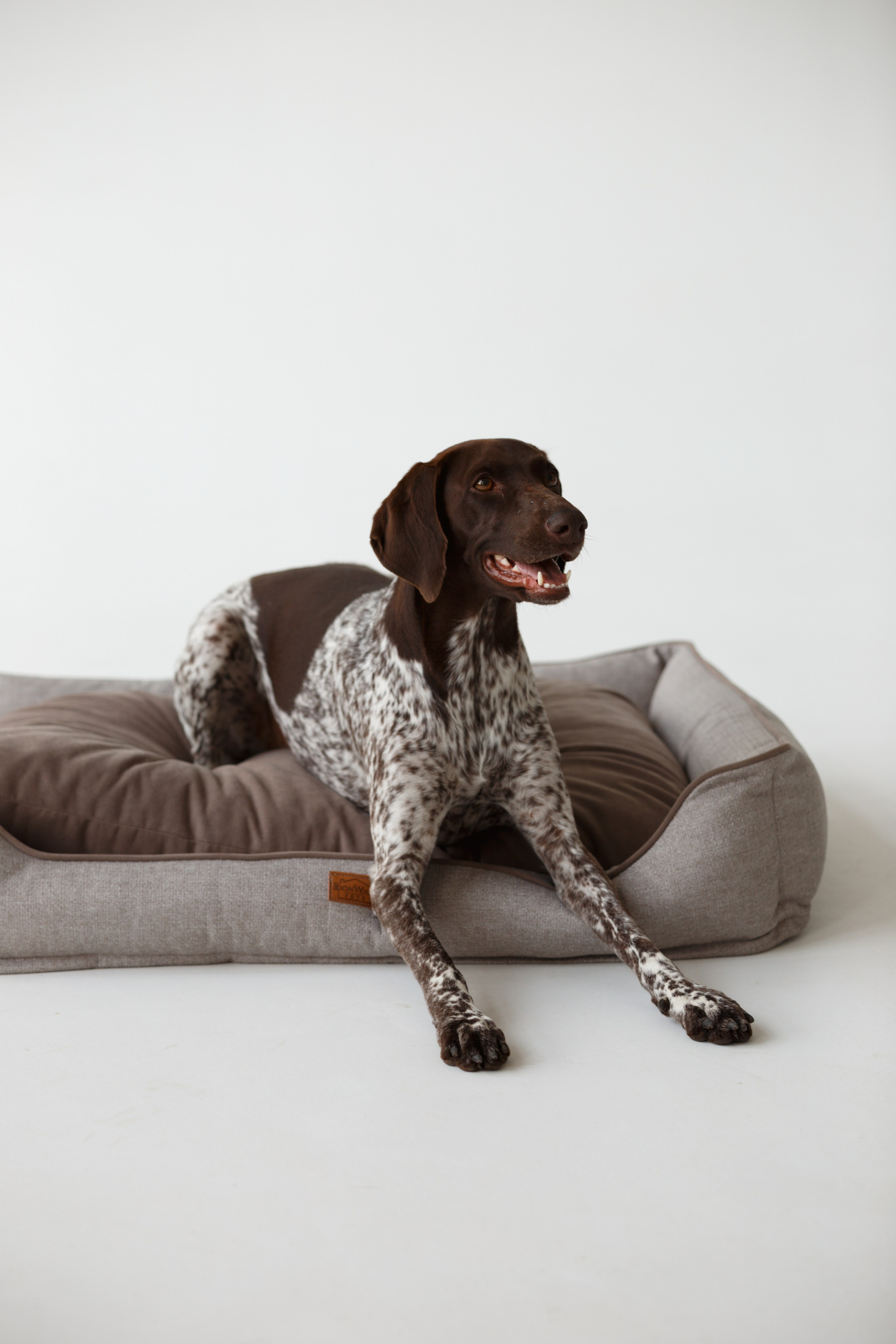 Boonwood Pets лежанки для животных. Фотограф анималист Кристина Карпова, Москва