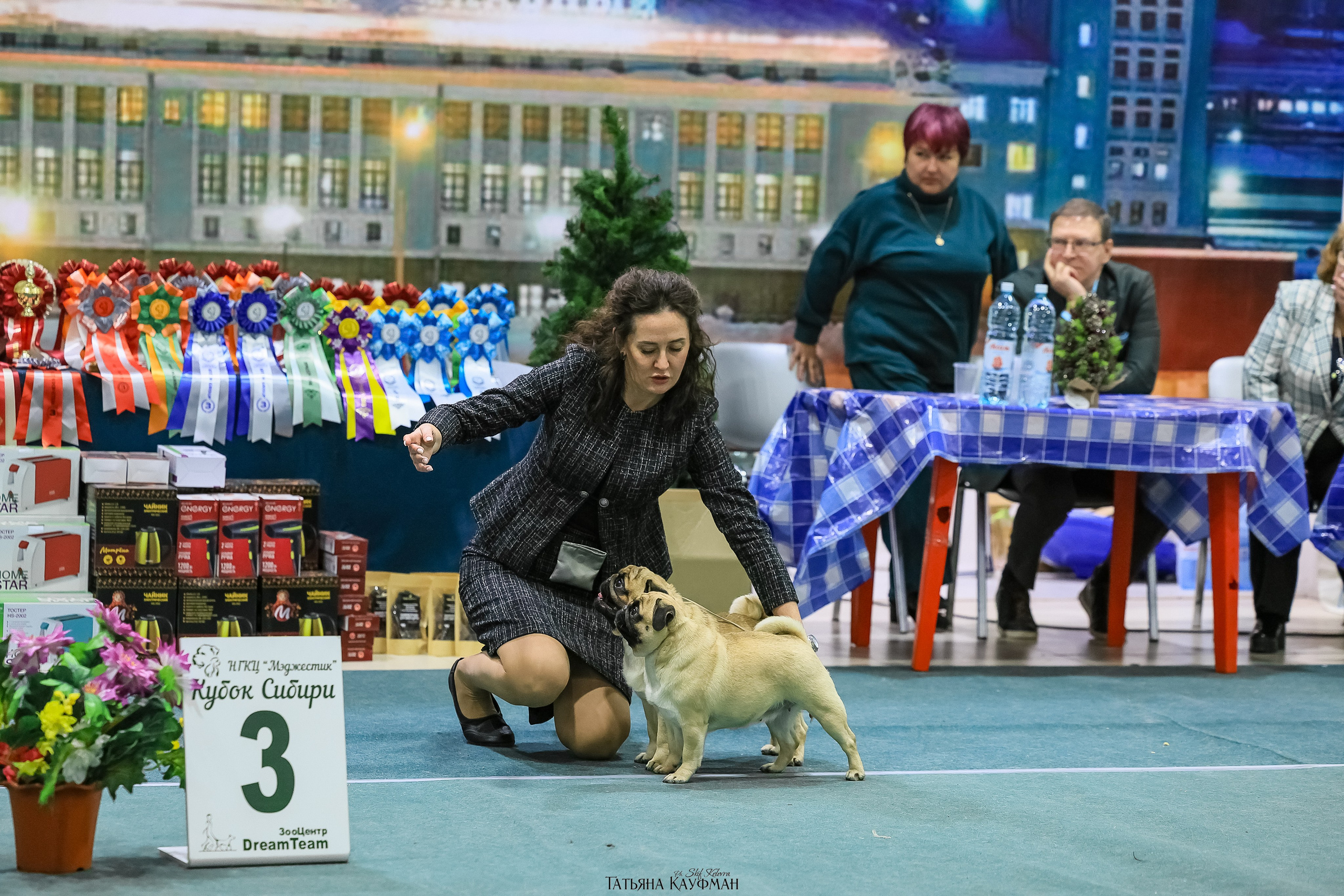 6-7.12.25 — 1-4 Национальные выставки собак в Новосибирске (2х рейтинговые). Фотограф Анималист из Новосибирска Татьяна Кауфман