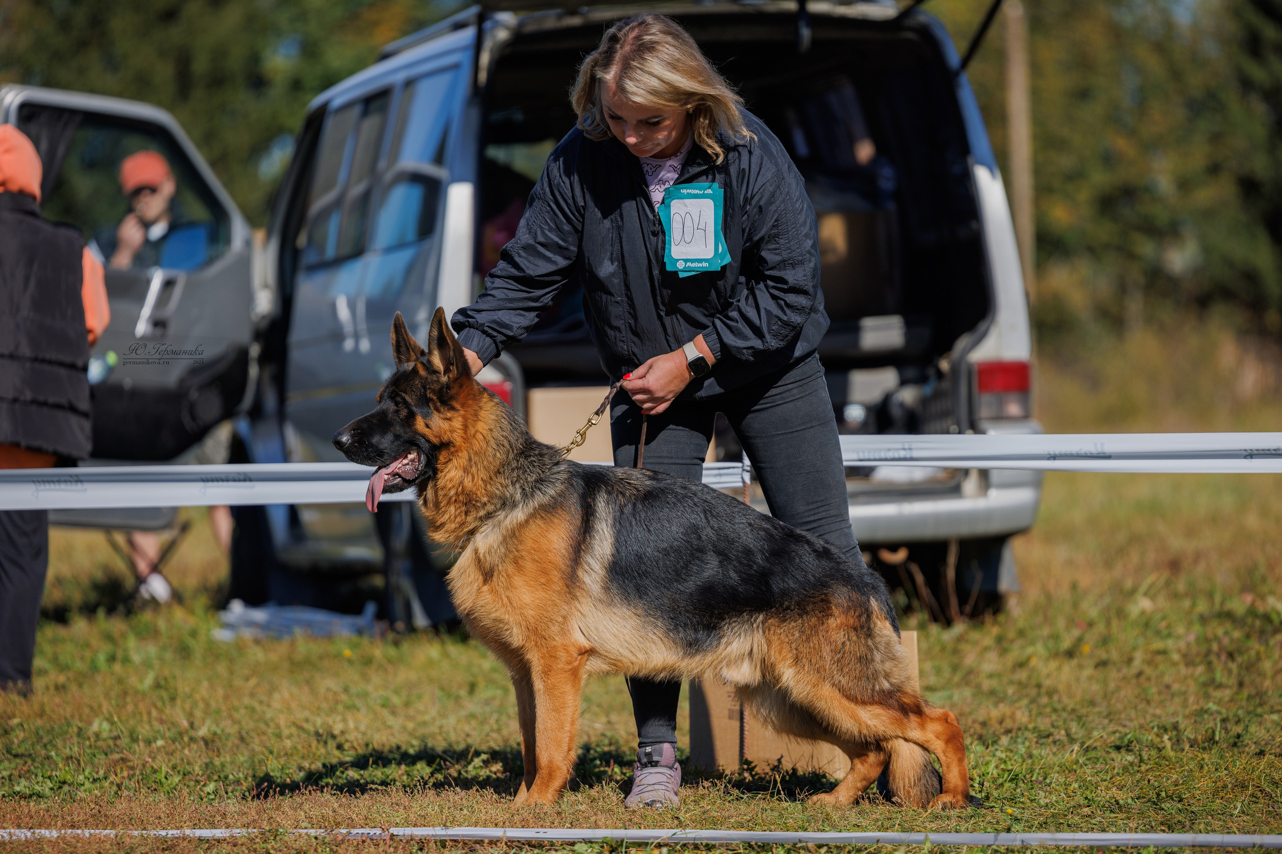 Тверь немецкие овчарки 22.09.2024. Фотограф-анималист Юлия Германика