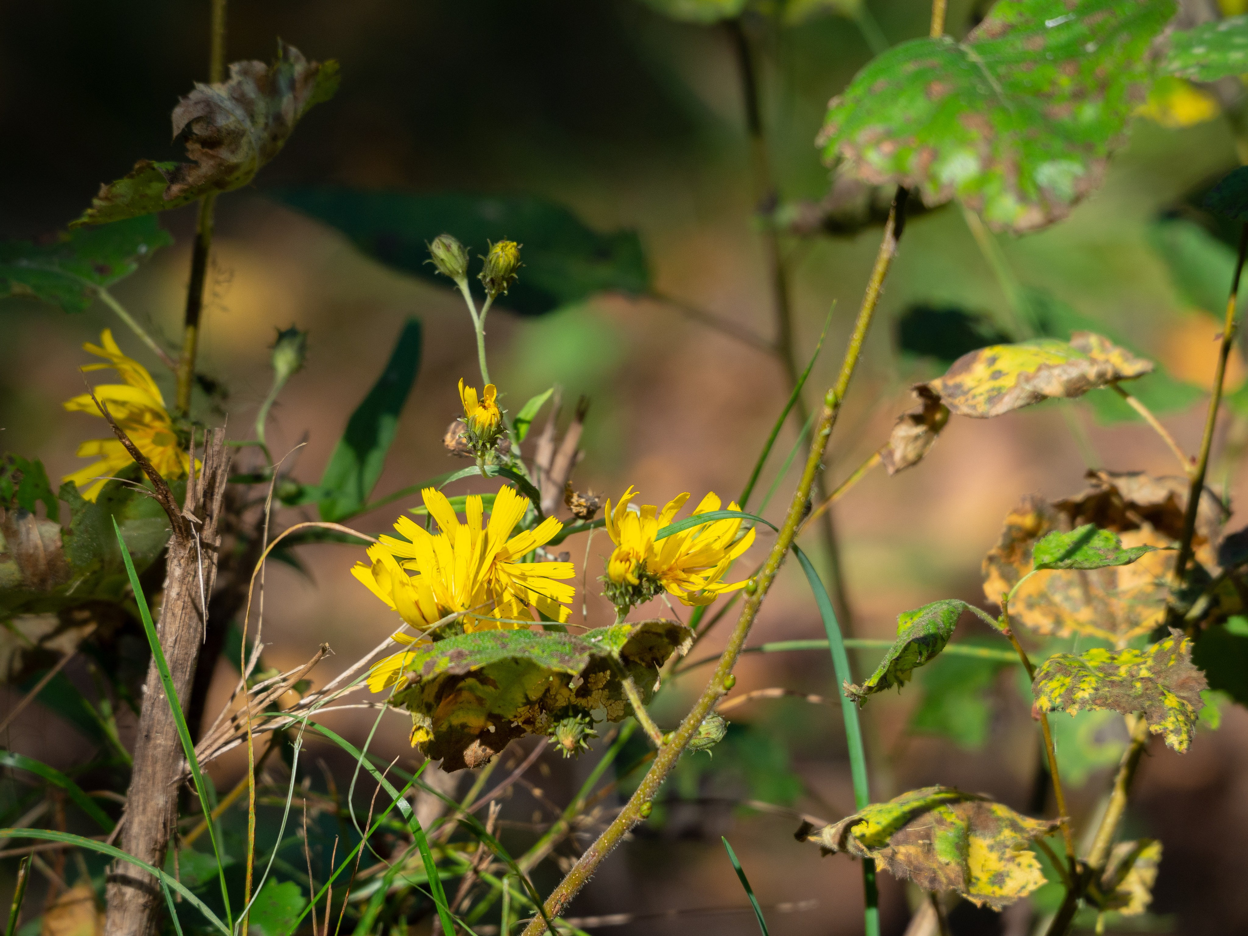 20230923-25 Родники. Дмитрий Ремизов. Фотография, как хобби