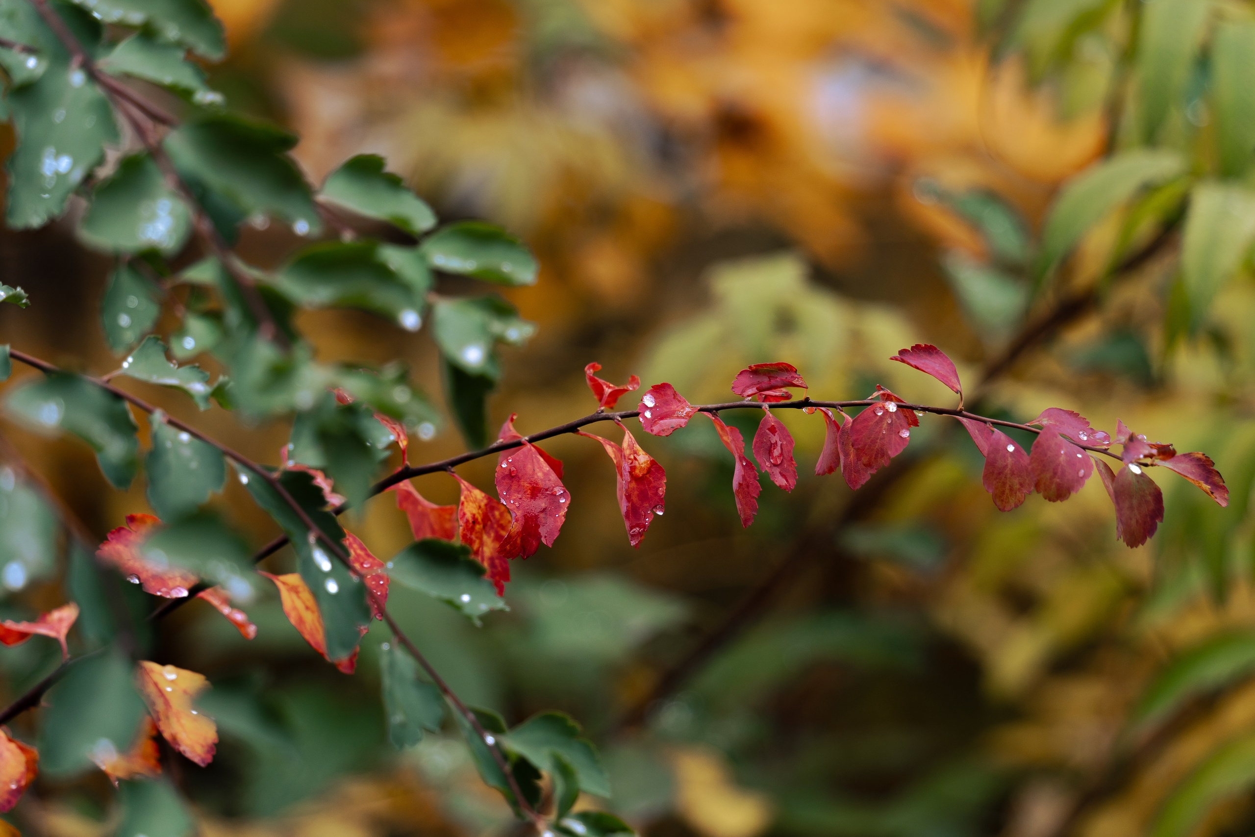 20251011 Нескучный сад. Дмитрий Ремизов. Фотография, как хобби