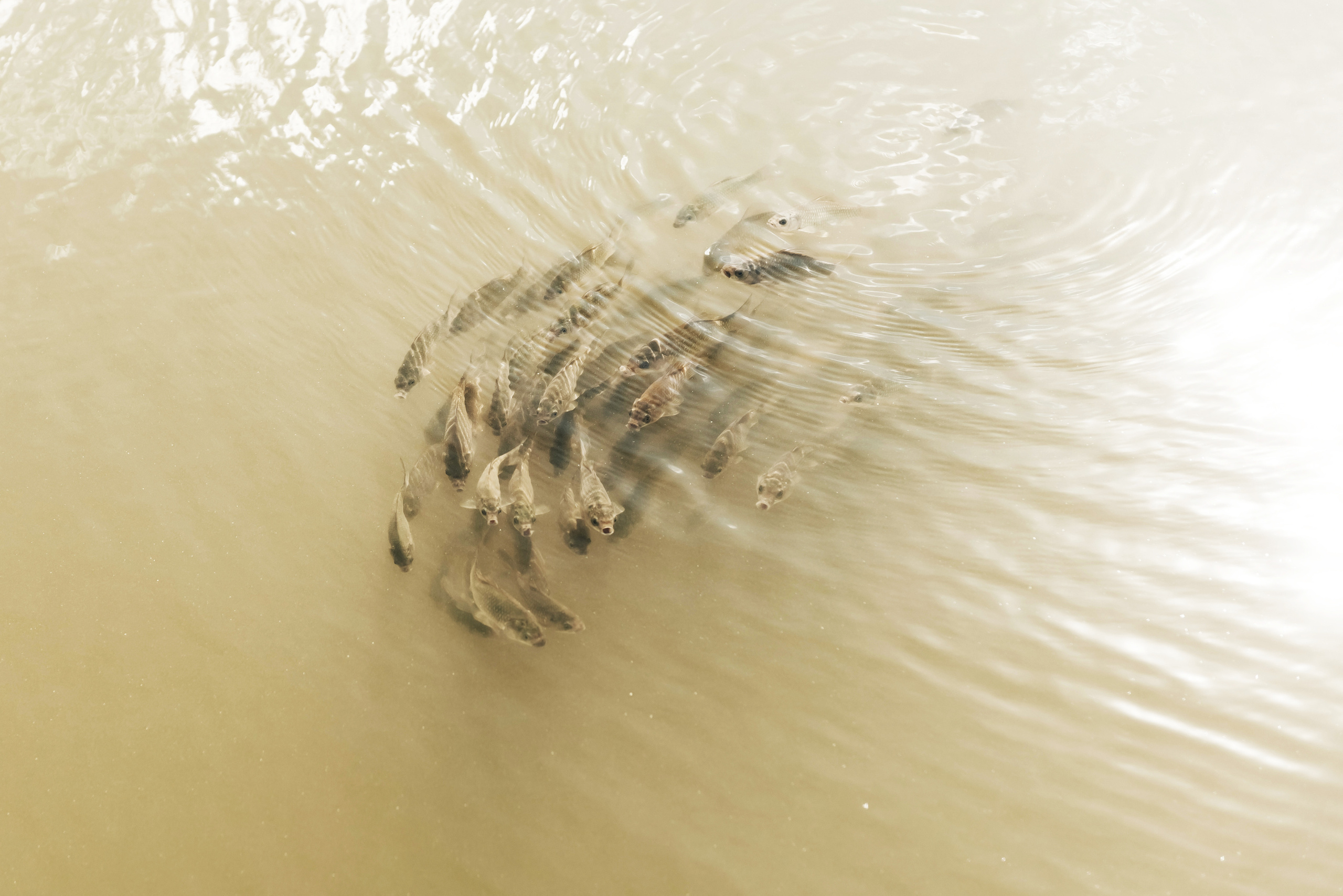 Тагир & Гузель. Ваш свадебный фотограф Владимир Ямулин / Стерлитамак и РБ