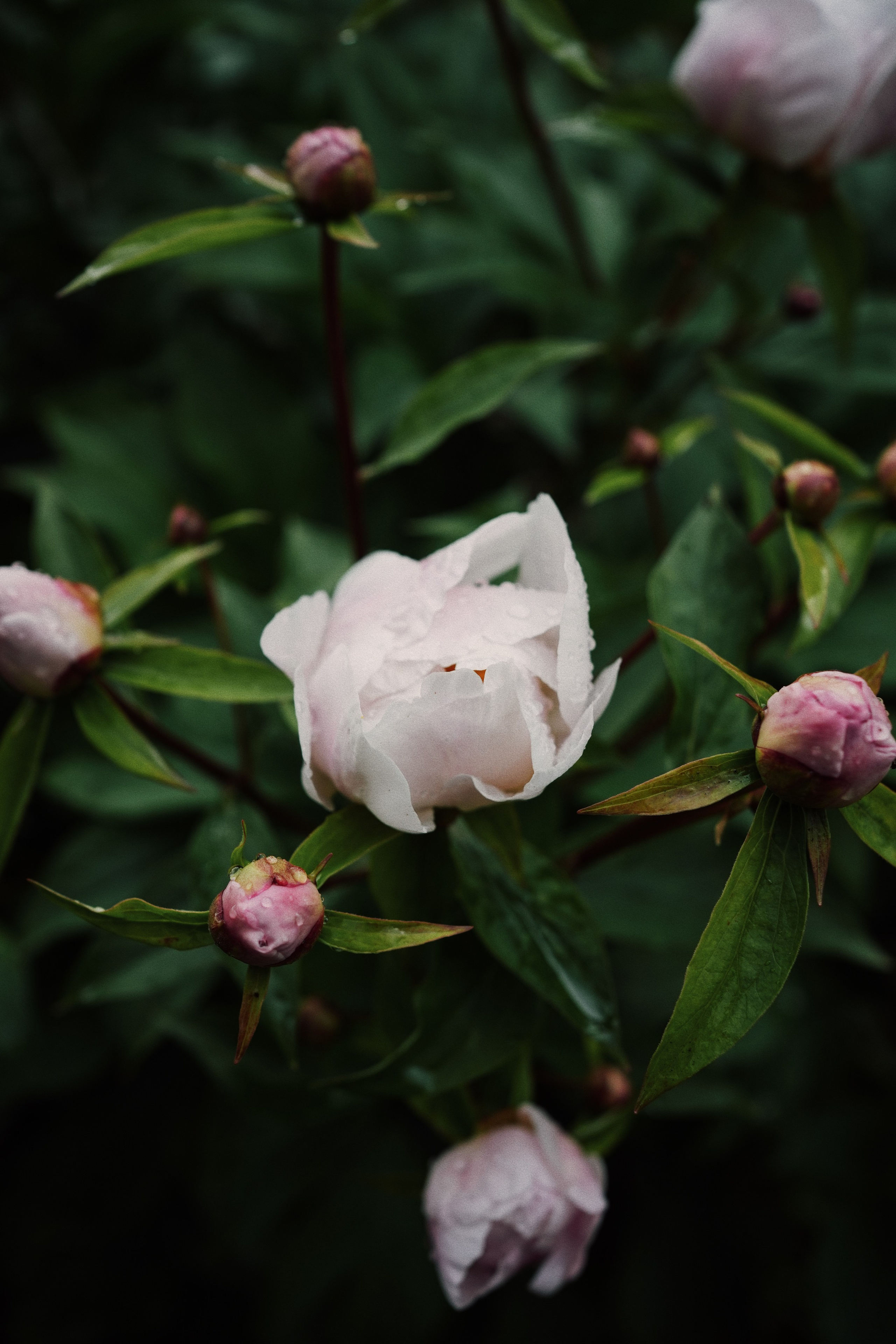 Botanical garden cards. Ксения Копна. Фотограф из Санкт-Петербурга