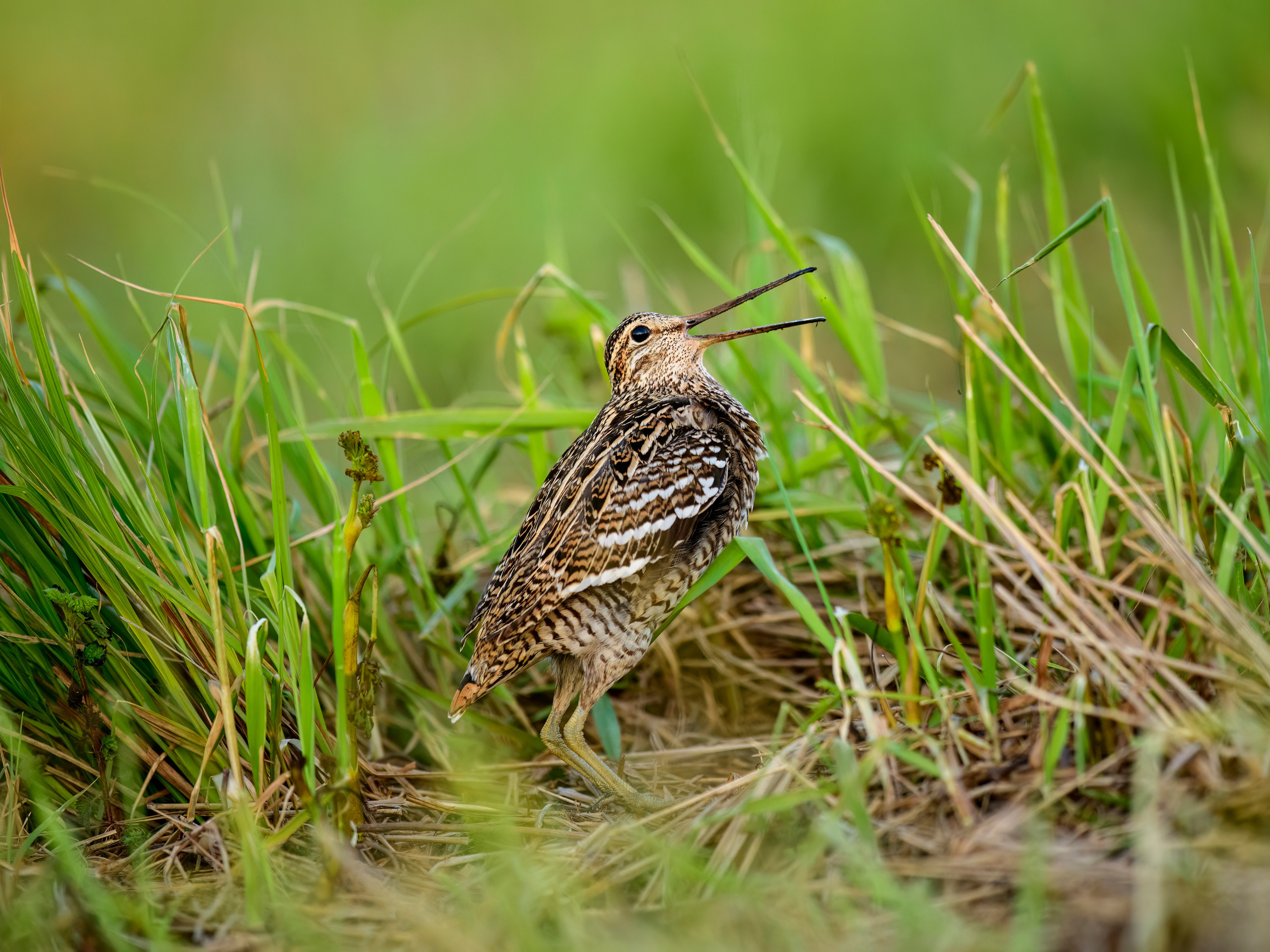 На дупелином току. Фотограф Сергей Пупонин
