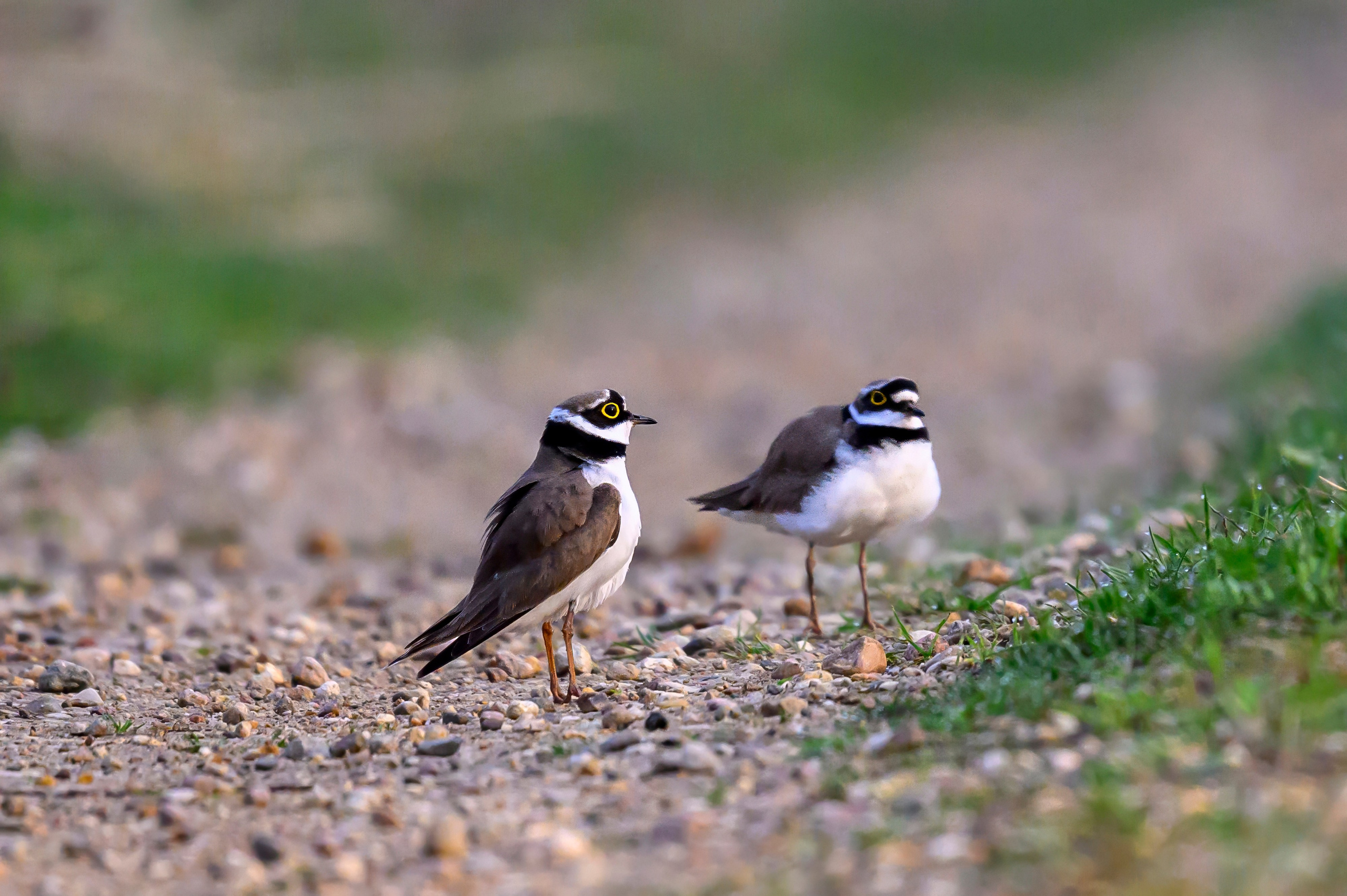 Малый зуек. Wildlife photography by Sergey Puponin