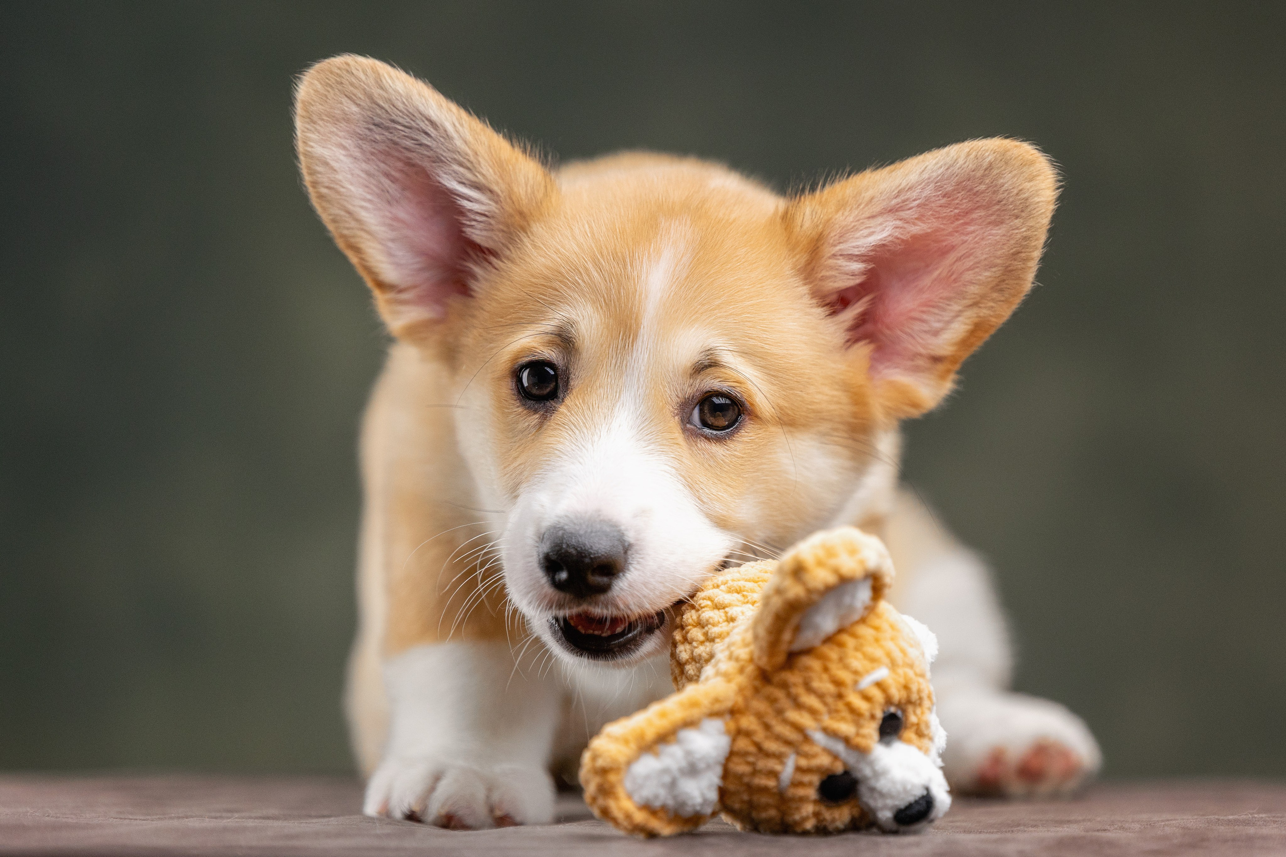 Фотограф-анималист Юлия Зубкова