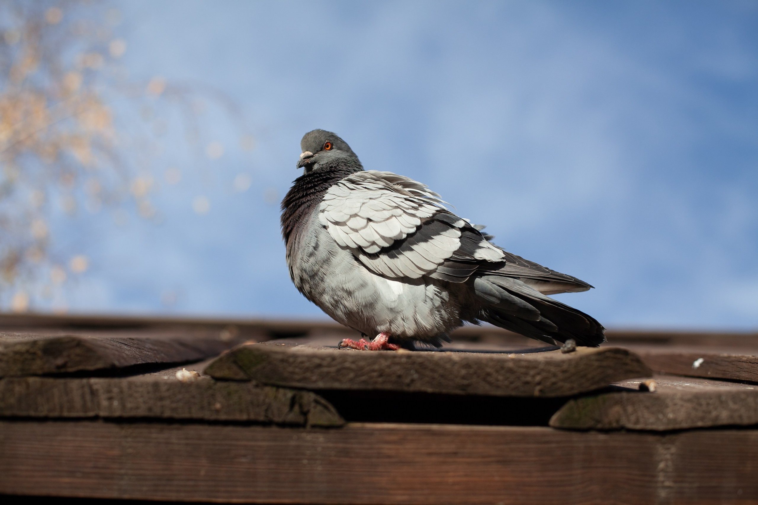 Сады Мечты. Контент для сайта. Фотограф Дарья Локотко в Красноярске