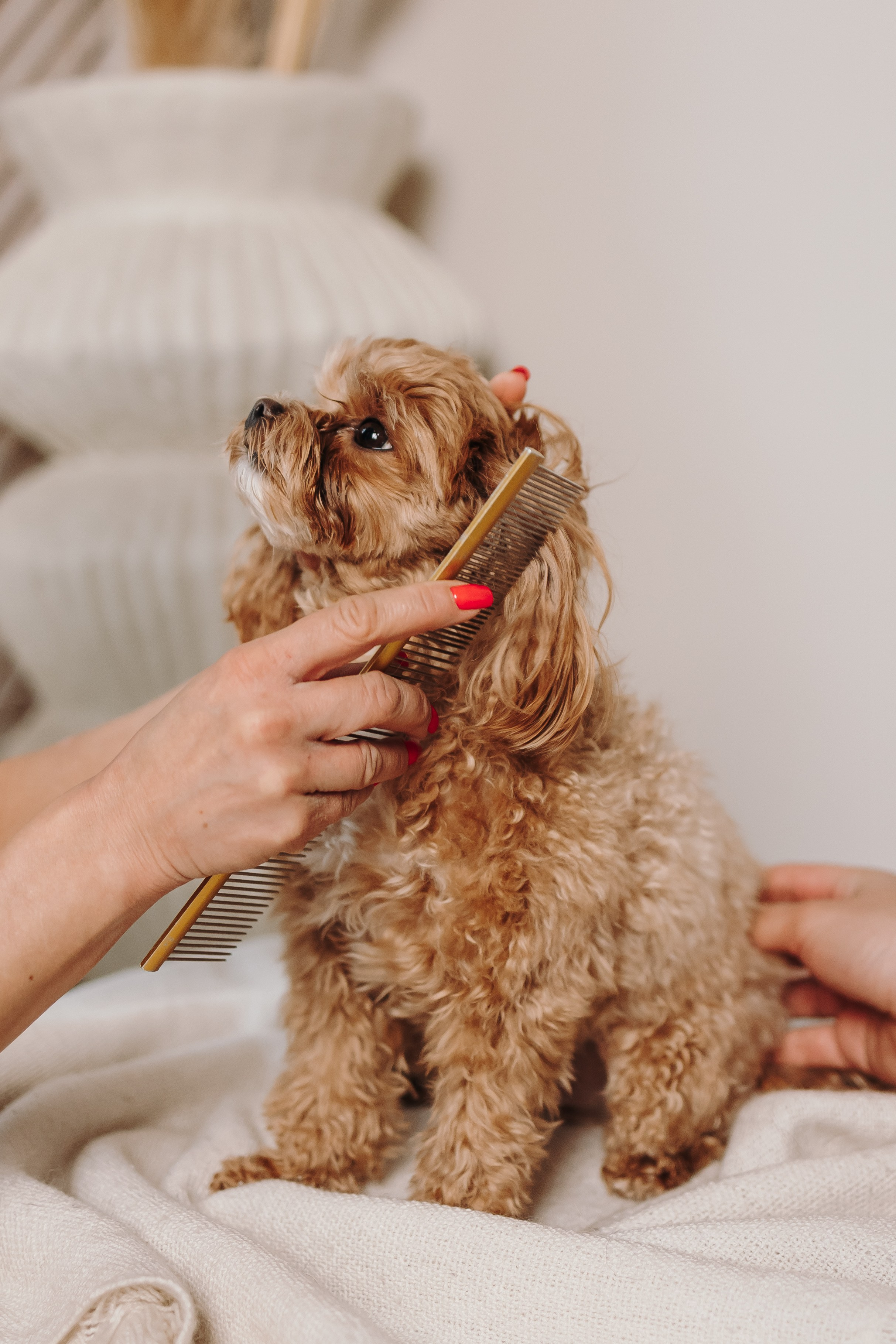 Груминг. Фотограф-анималист в Санкт-Петербурге Алина Яхонт