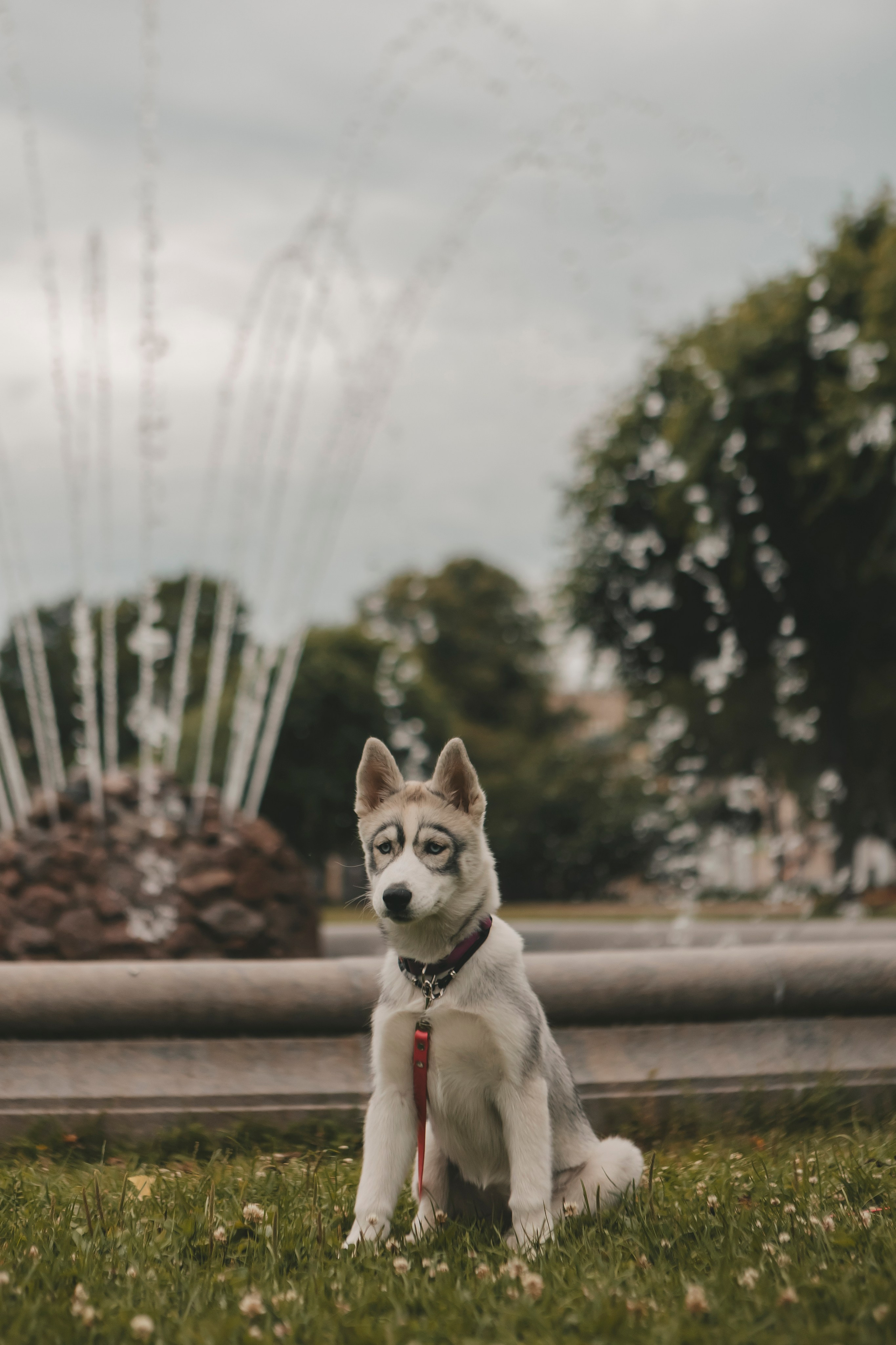 Милана и Белка. Фотограф-анималист в Санкт-Петербурге Алина Яхонт