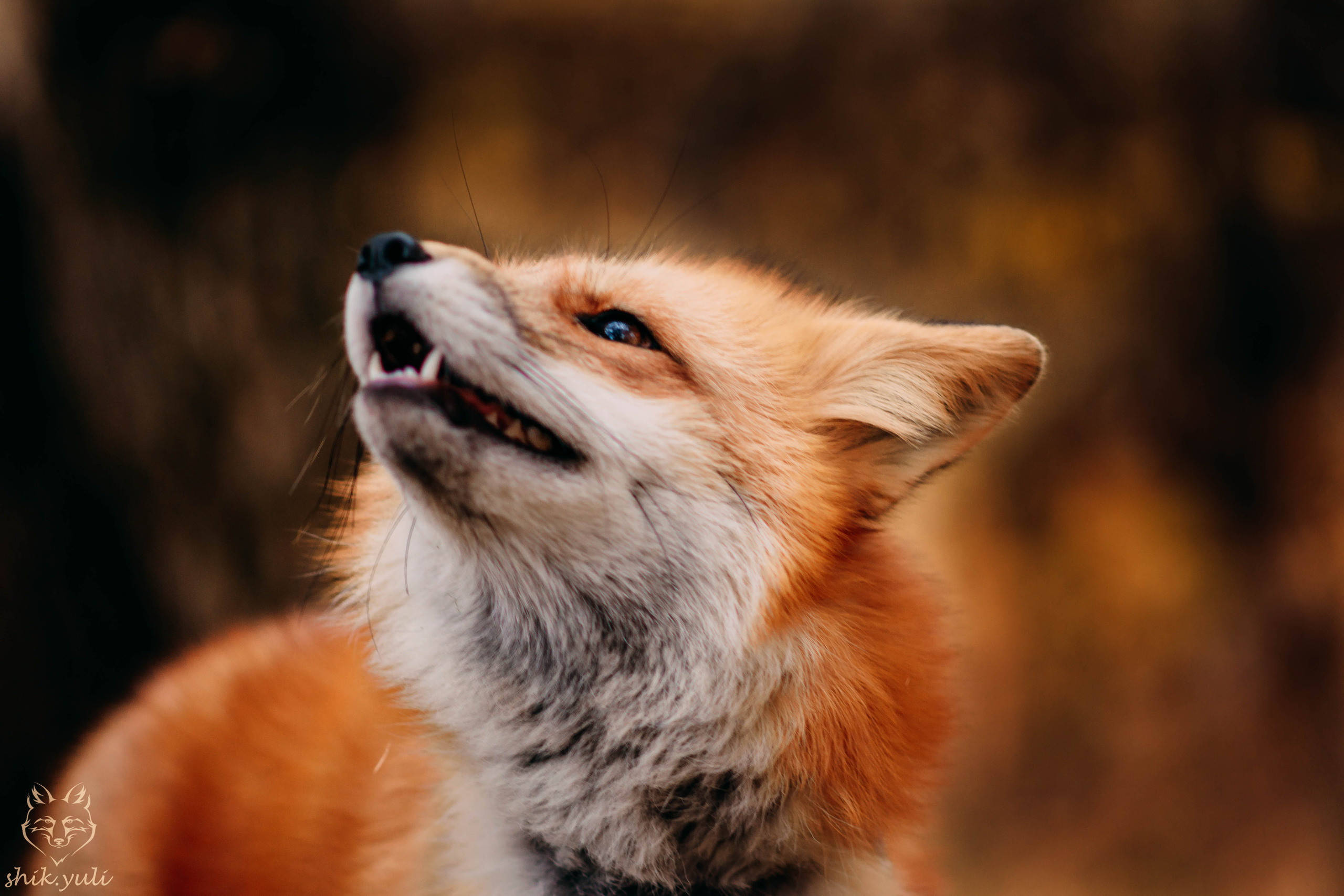 Фотосессия с лисой