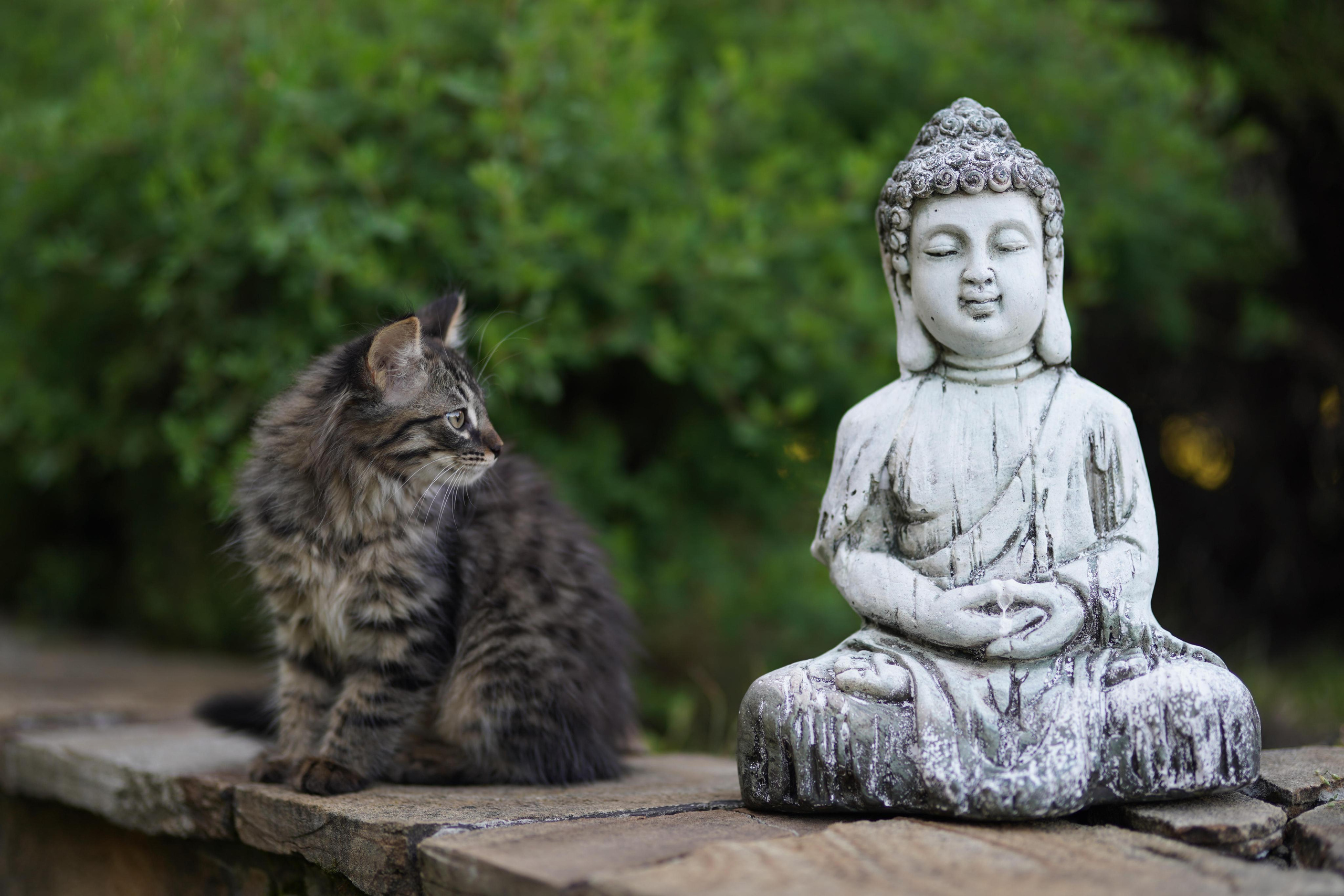 Dzotty Wedding 2.0. Фотограф Антон Никитин