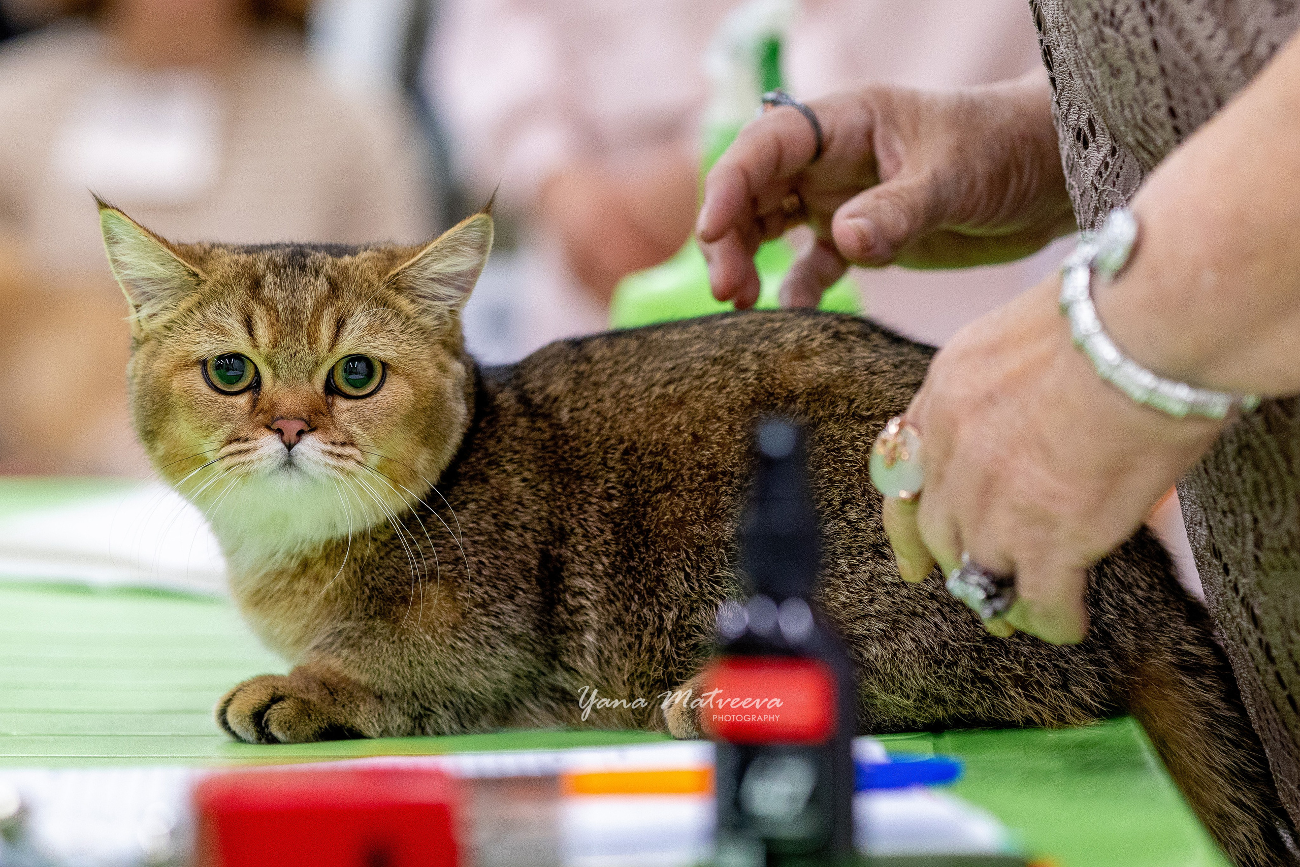 Кошки. Фотограф Яна Матвеева в Ижевске