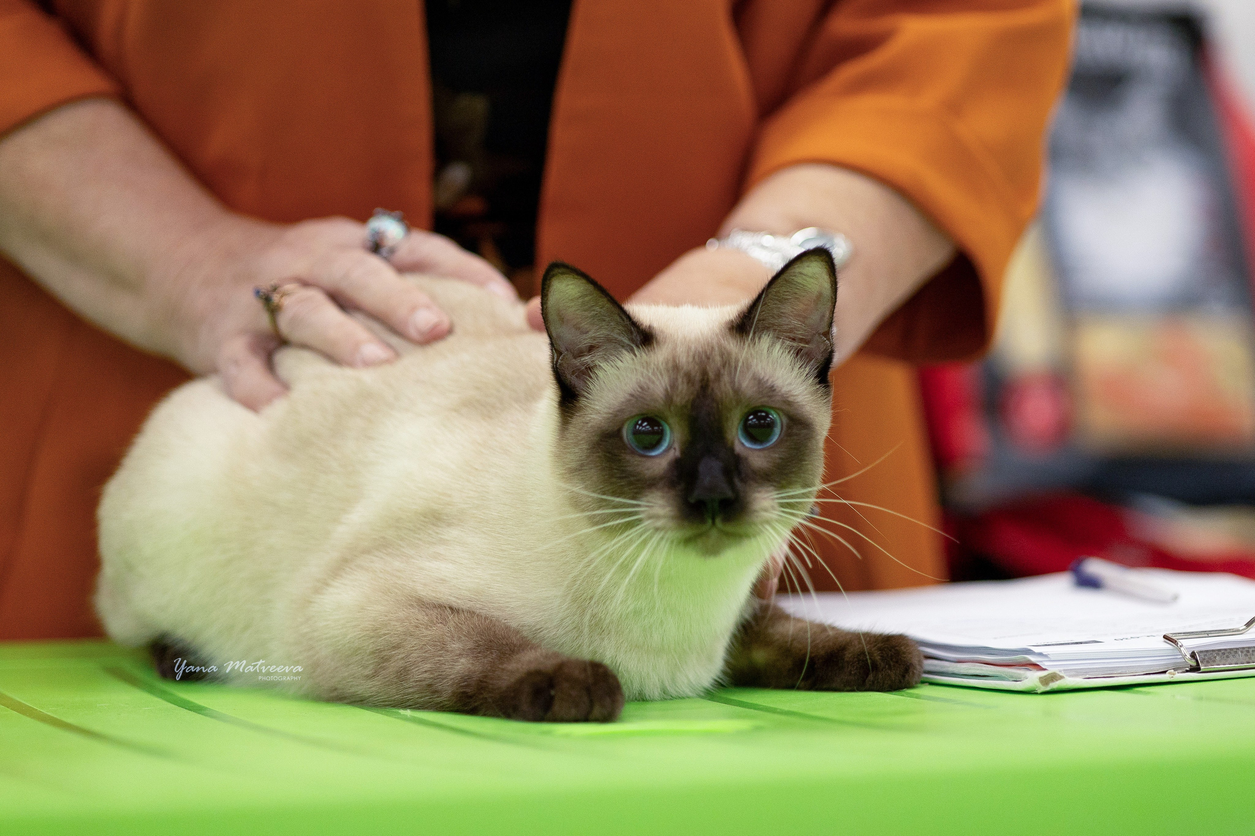 Кошки. Фотограф Яна Матвеева в Ижевске