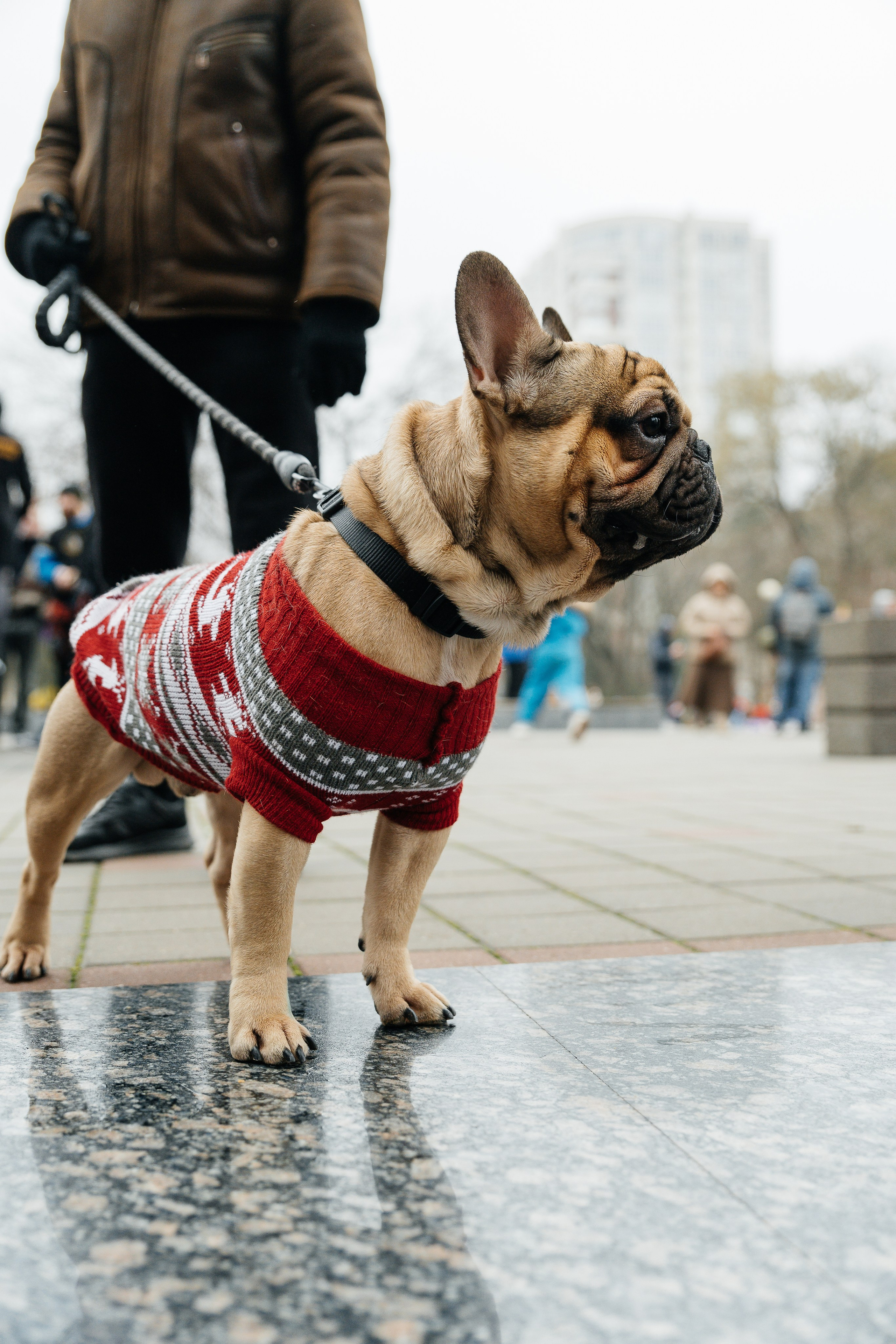 Побегай 1 января. Алена Костарева. Фотограф в Ростове-на-Дону