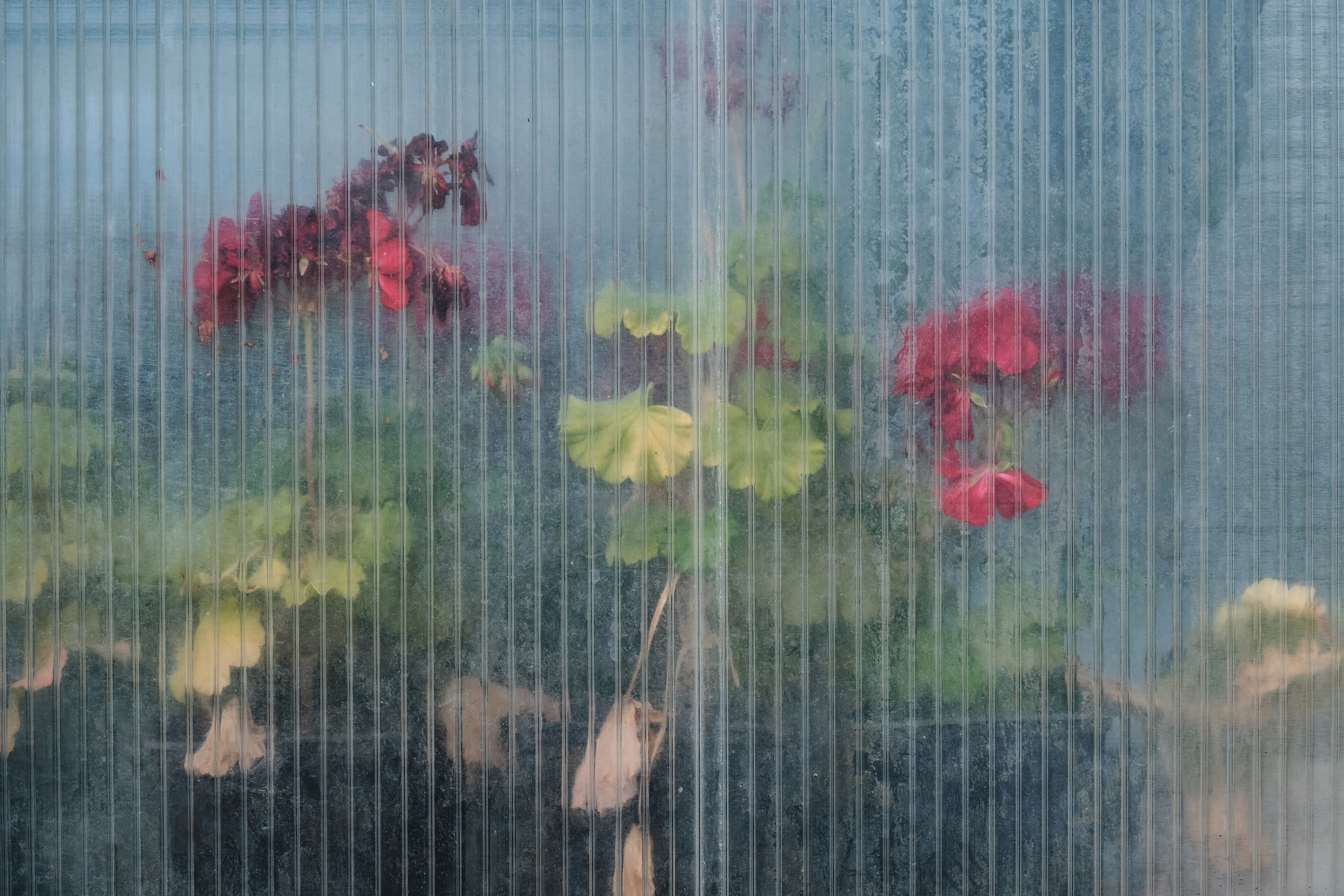 Академ-городок и ботанический сад. Goncharov Tim