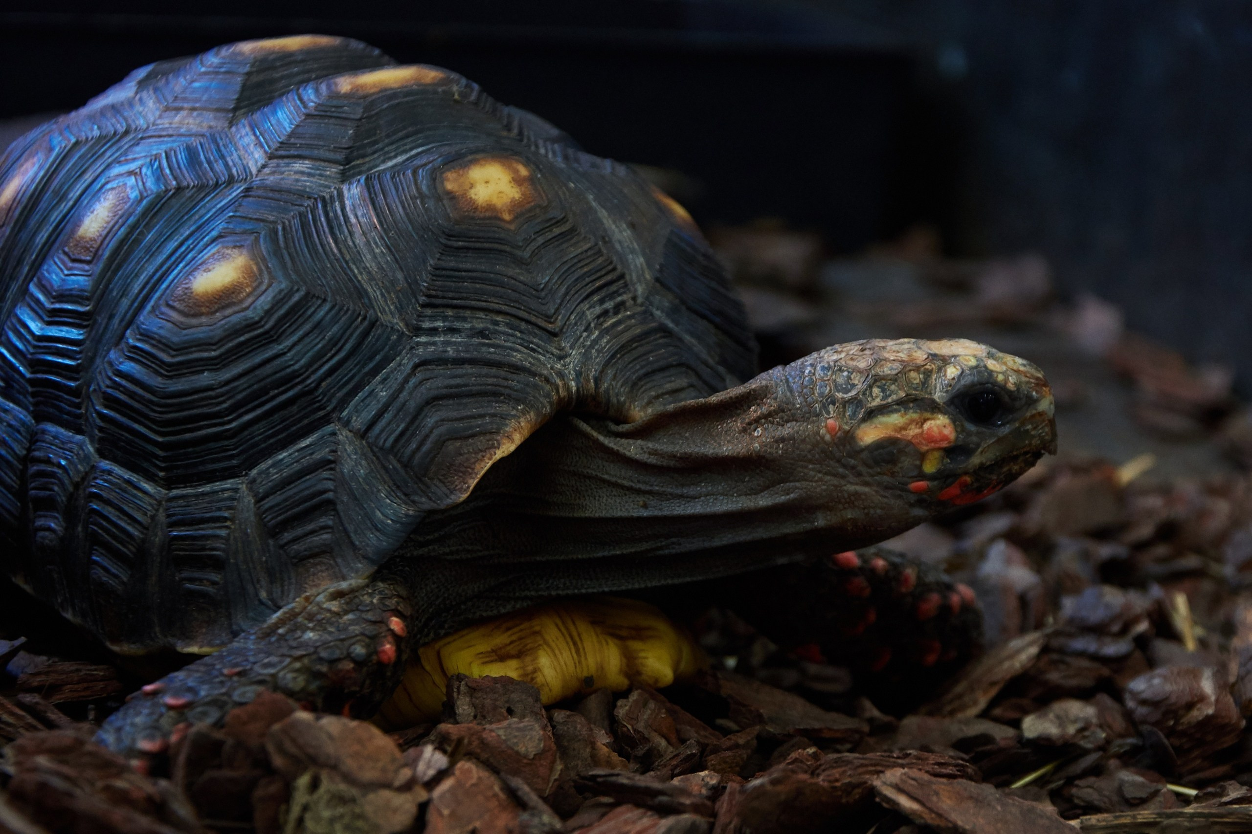 Костромской экзотариум. Ольга Чёкотова (Фотограф Кострома)